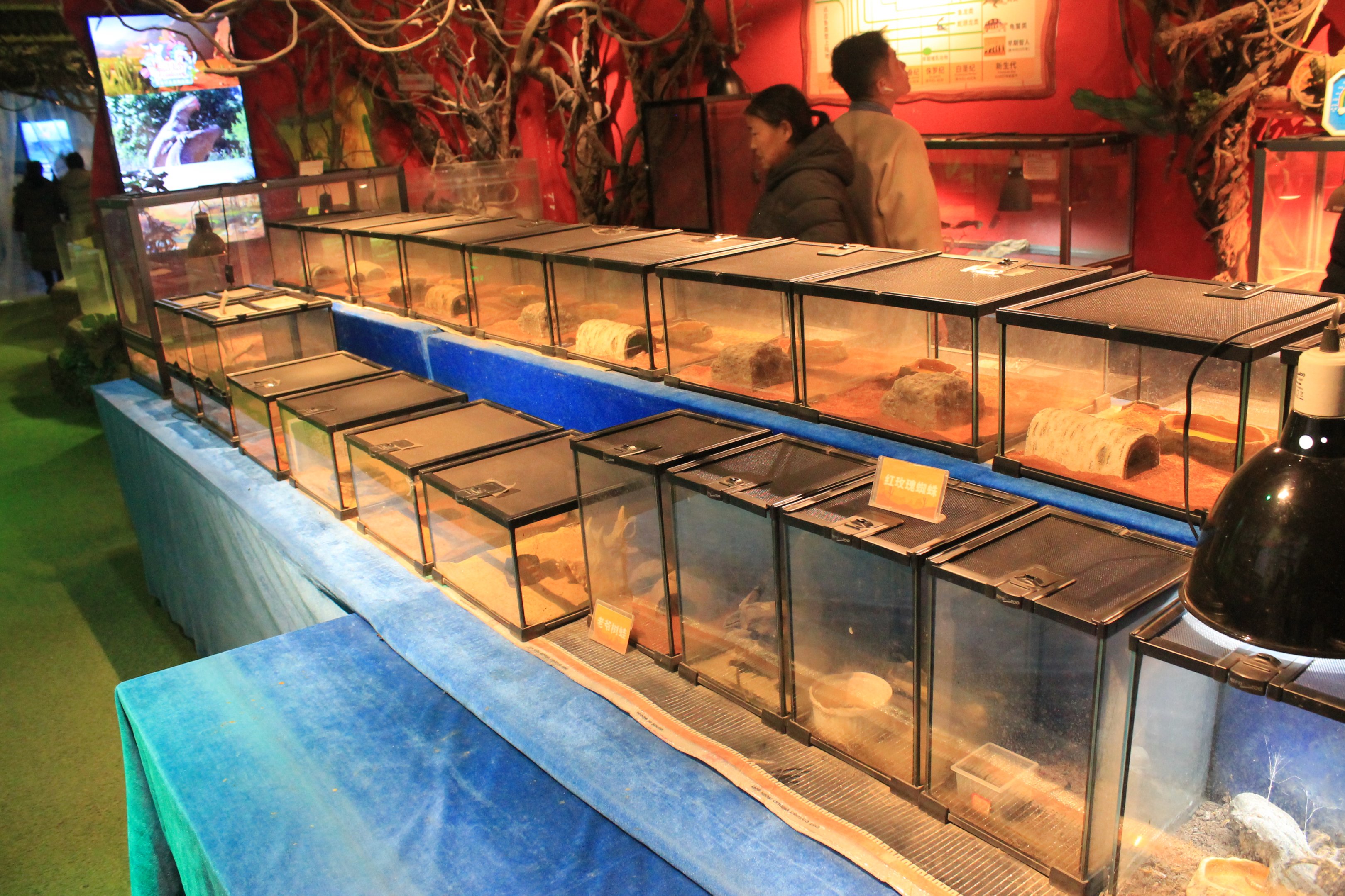 Reptile area at Fantasy Aquarium, Xi'an