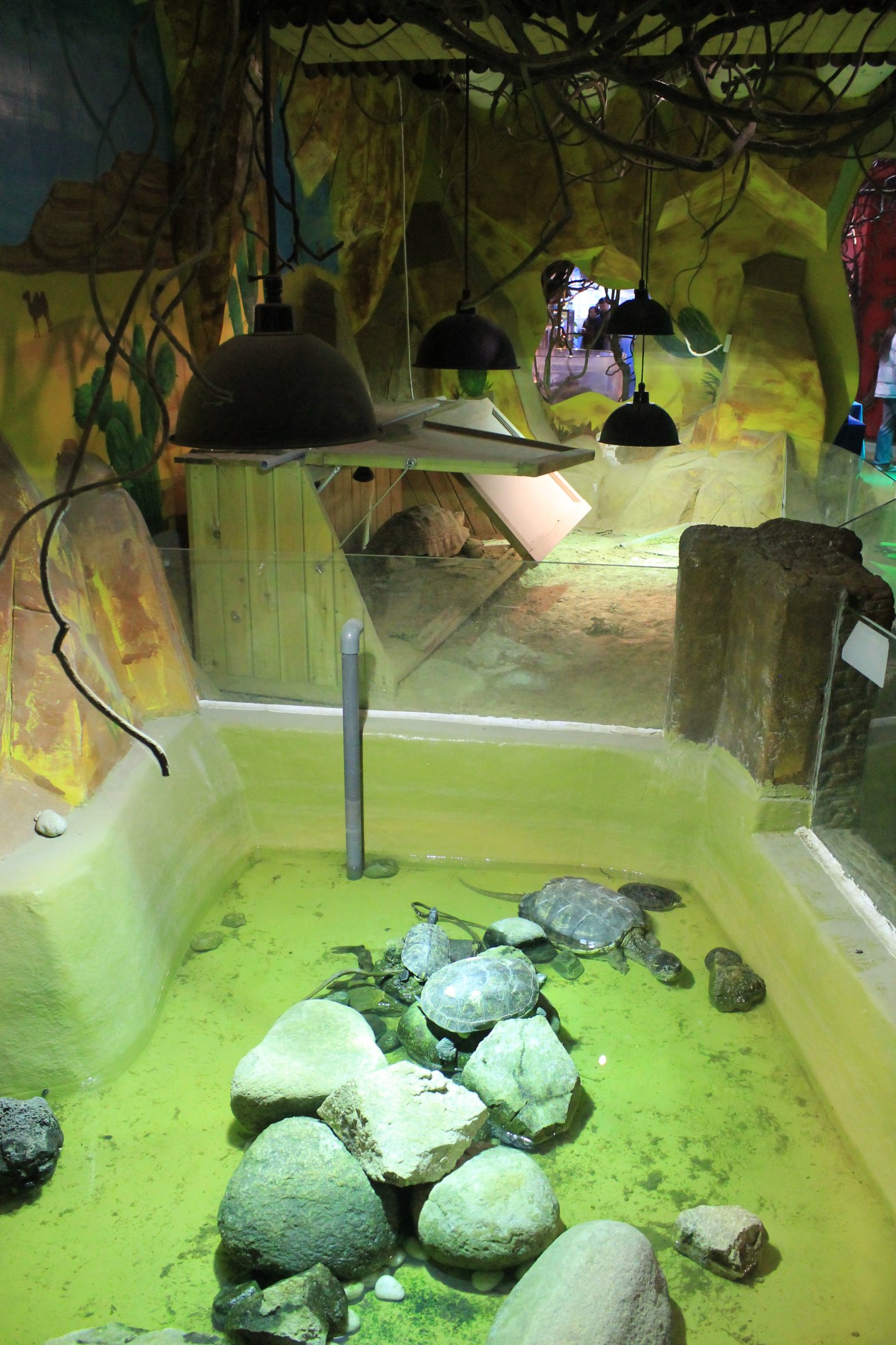 Reptile area at Fantasy Aquarium, Xi'an