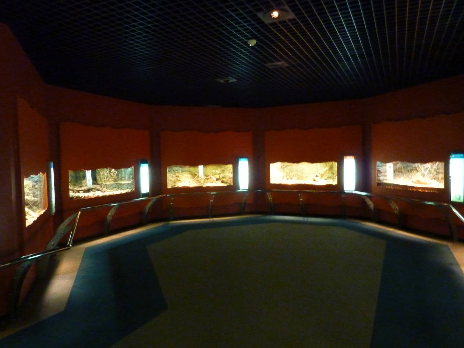 Reptile area, December 2011.