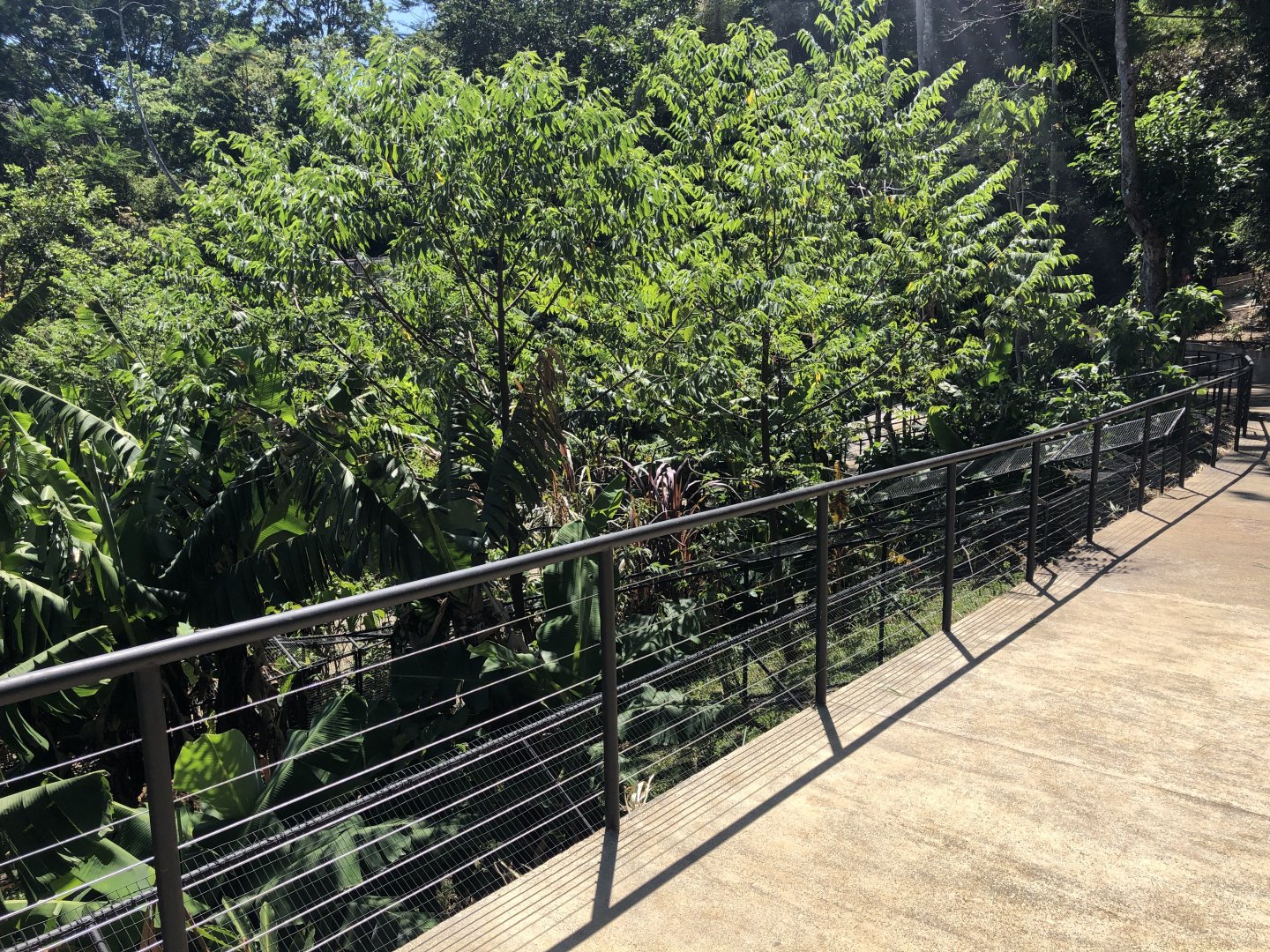 Reptile Area (Turtles & Crocodile)