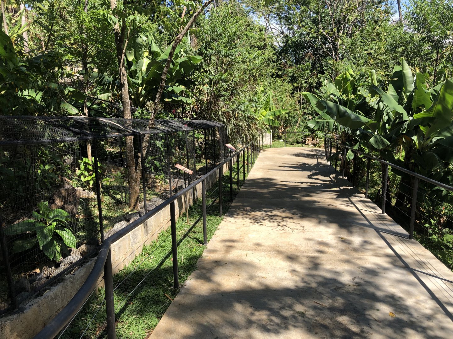 Reptile Area (Turtles & Crocodile)