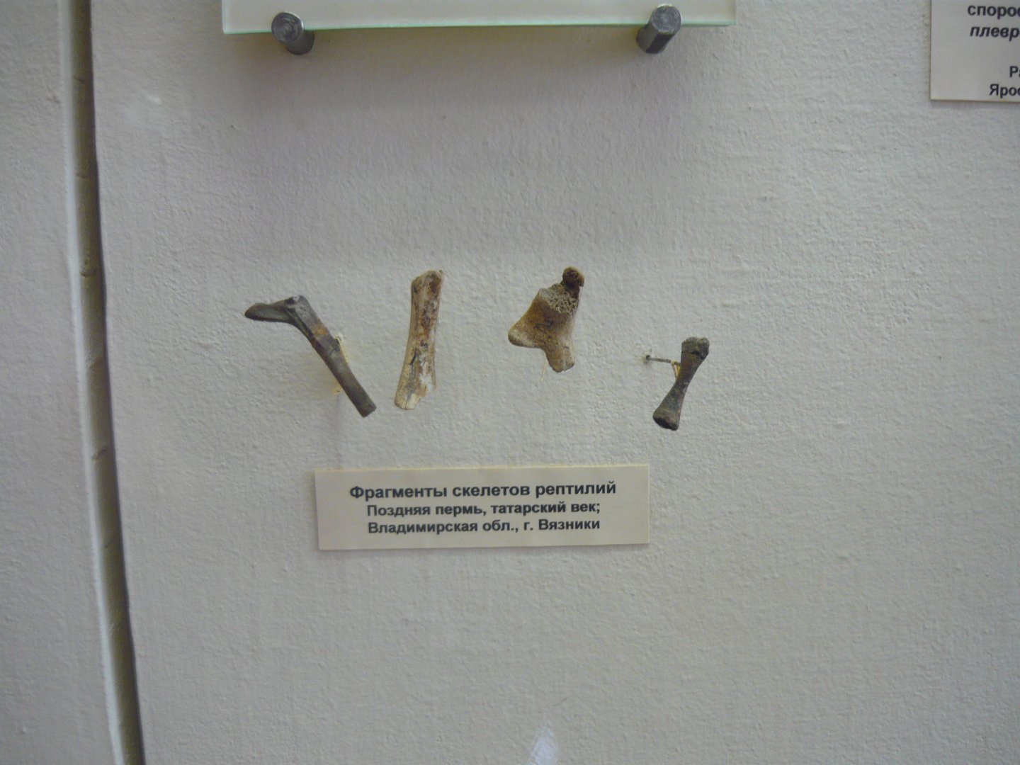 Reptile bone fragments