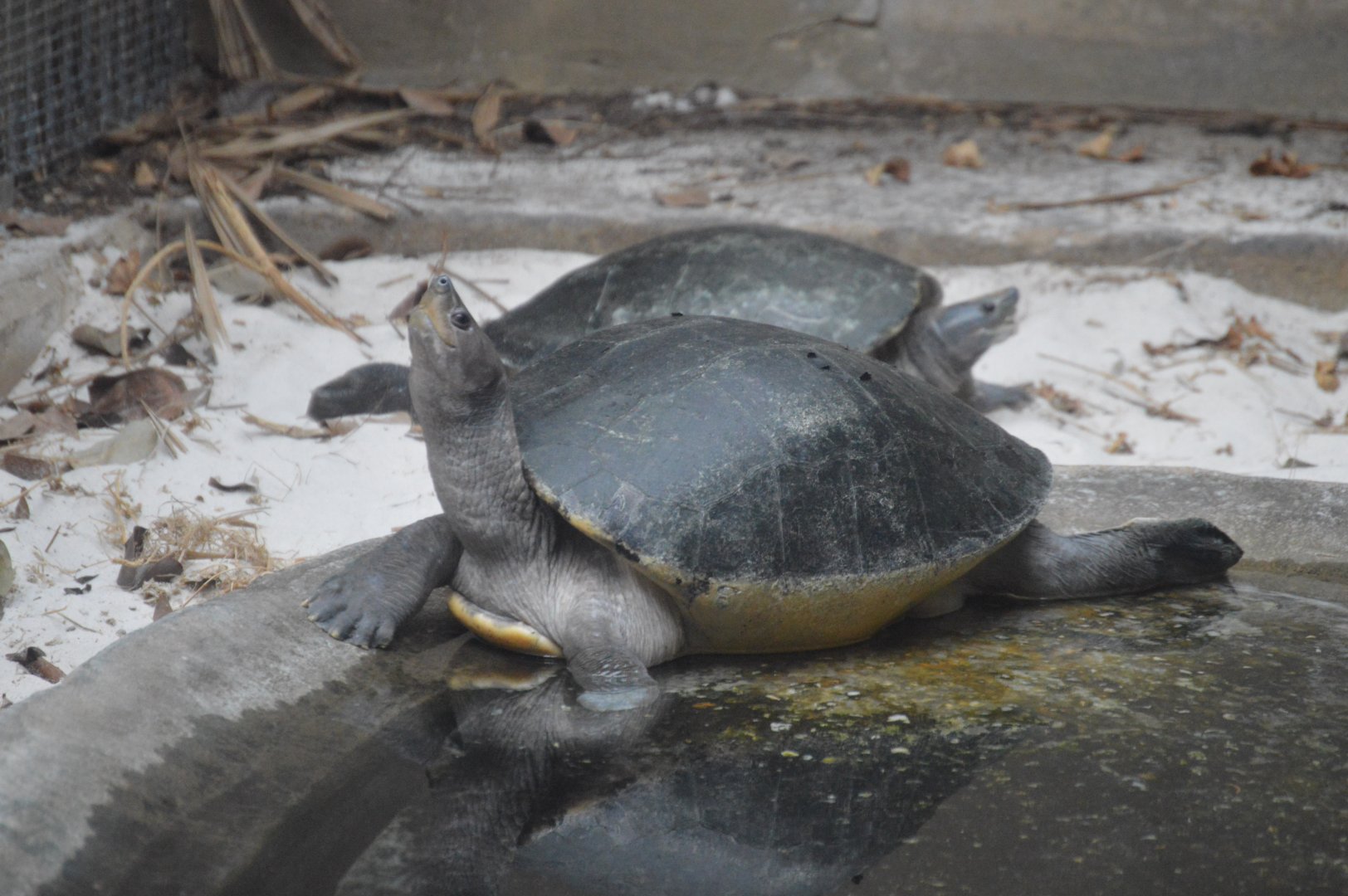 Reptile Discover Center - Painted Batagurs (Batagur borneoensis)