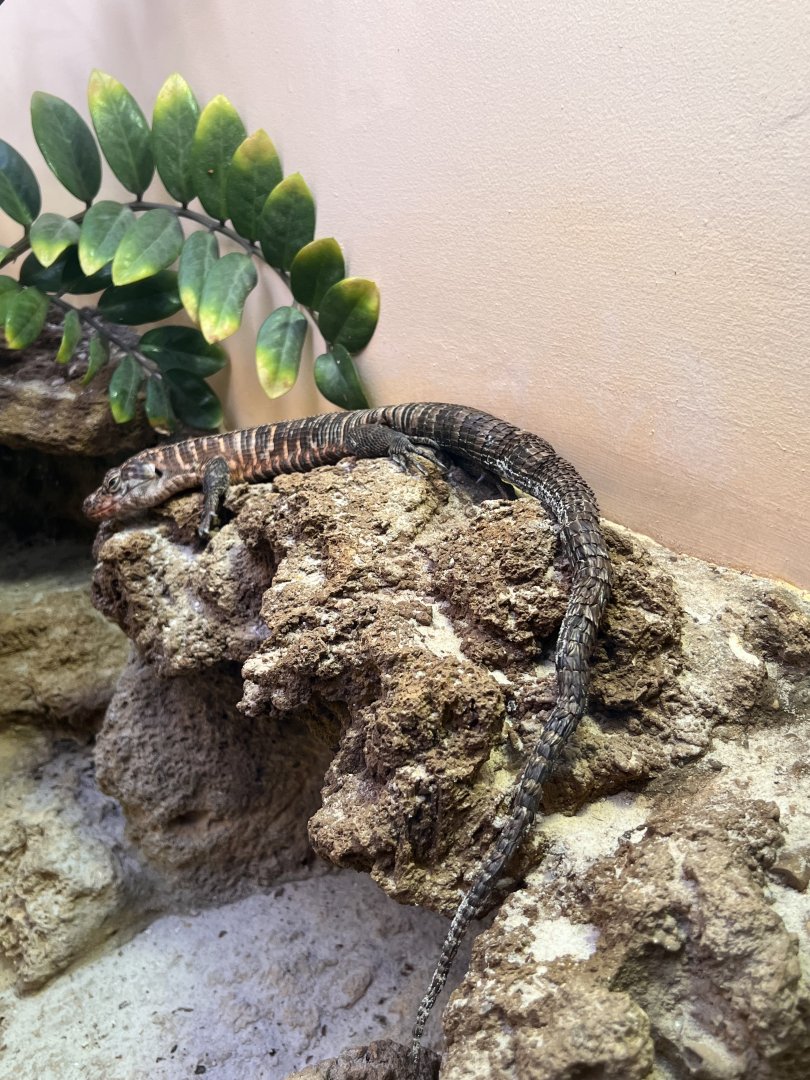 Reptile Discovery Center- A VERY OLD African plated lizard