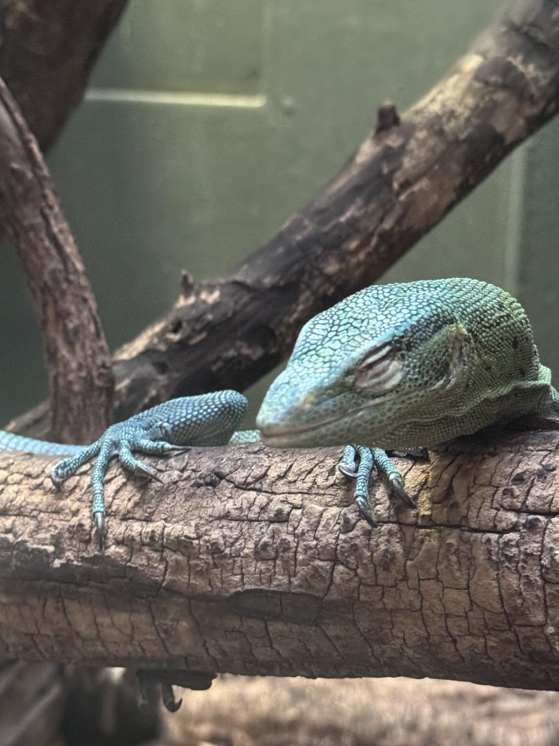 Reptile Discovery Center- a VERY OLD emerald tree monitor