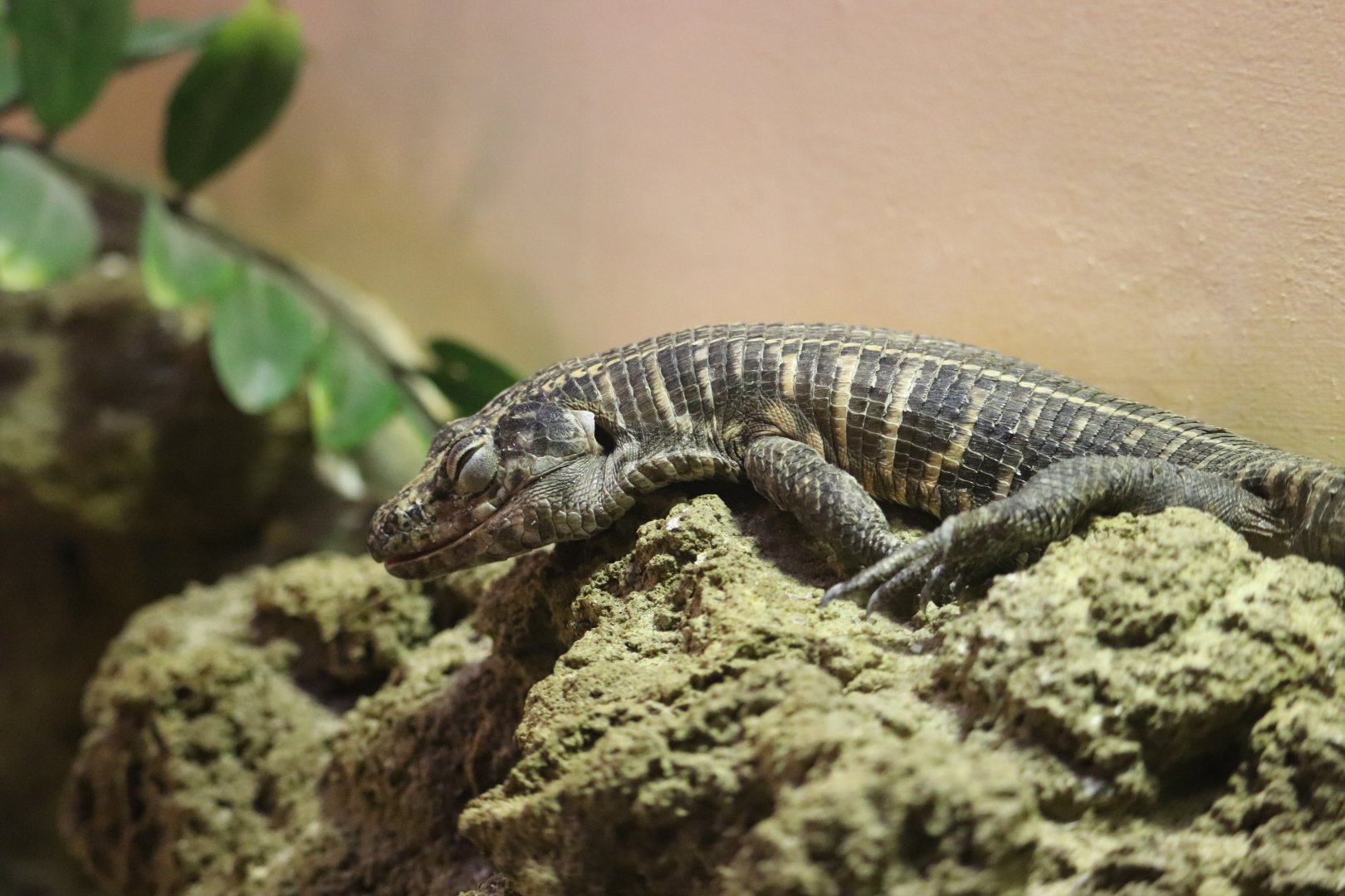 Reptile Discovery Center - African Plated Lizard