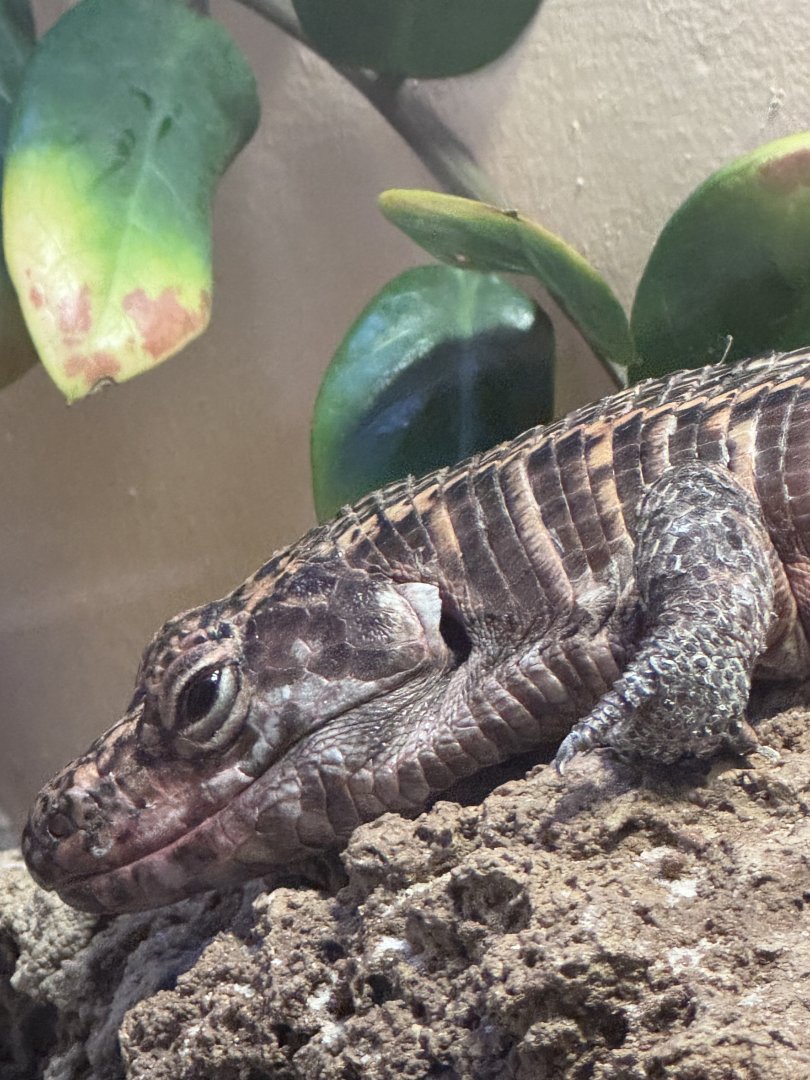 Reptile Discovery Center- African plated lizard