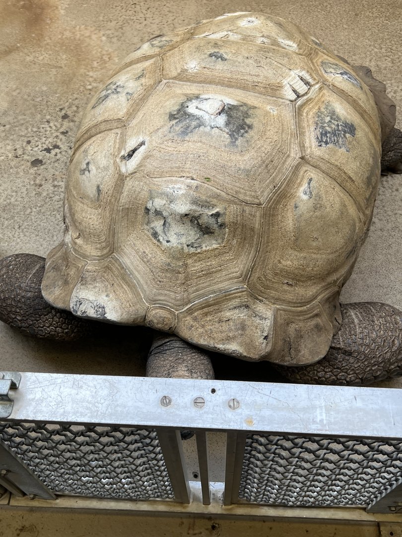 Reptile Discovery Center- Aldabra Tortoise- Rulon