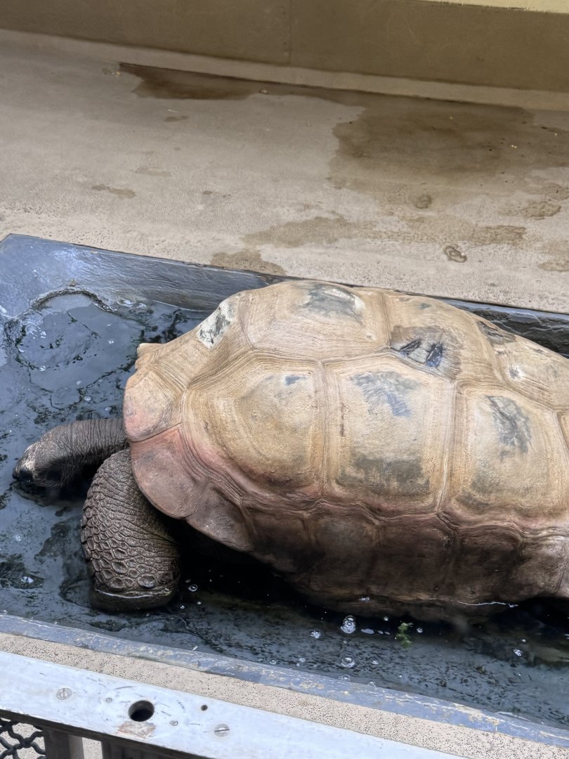 Reptile Discovery Center- Aldabra tortoise- Rulon