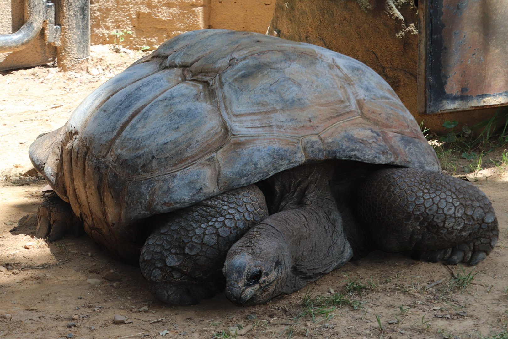 Reptile Discovery Center - Aldabra Tortoise