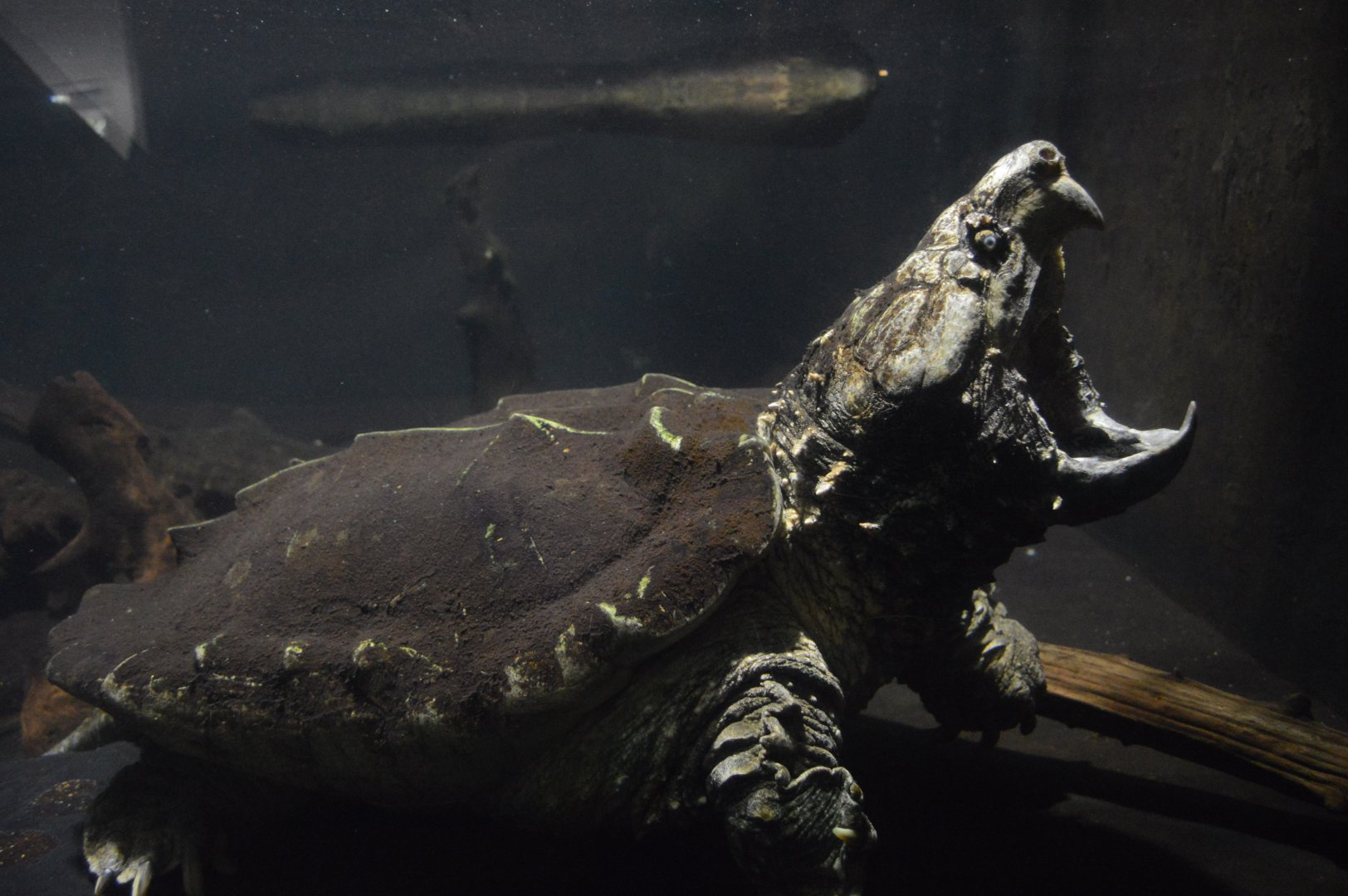 Reptile Discovery Center - Alligator Snapping Turtle (Macrochelys temminckii)