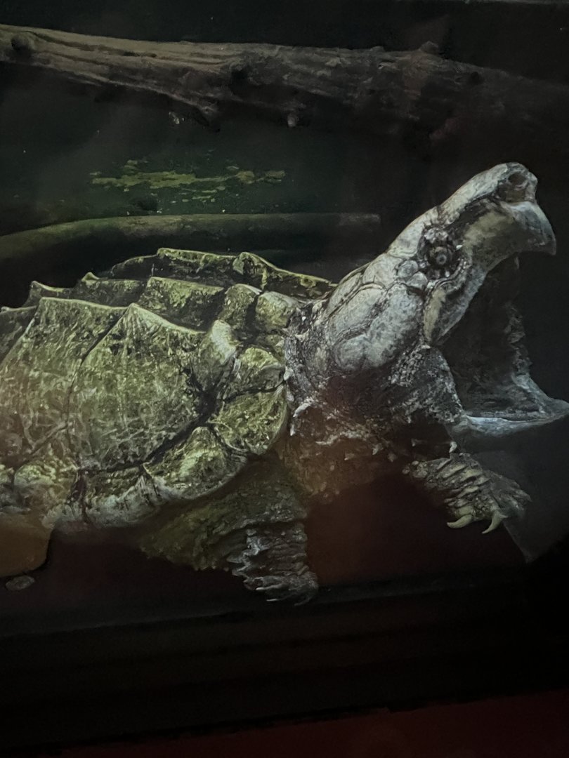 Reptile Discovery Center- Alligator Snapping Turtle