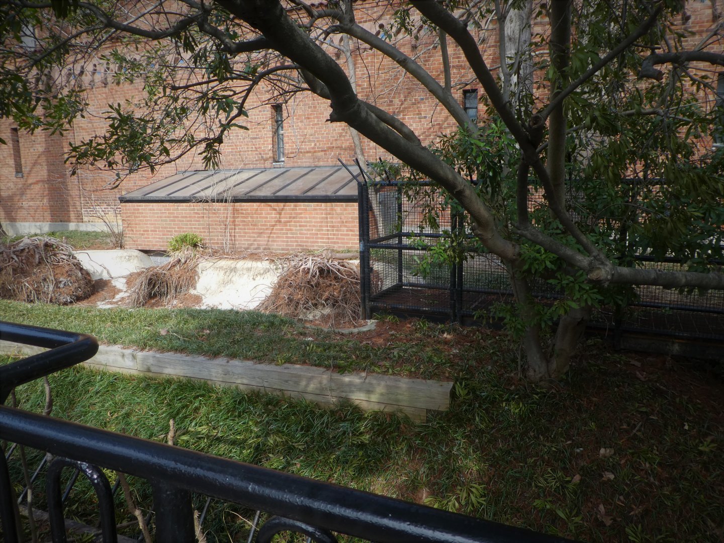 Reptile Discovery Center - American Alligator Exhibit