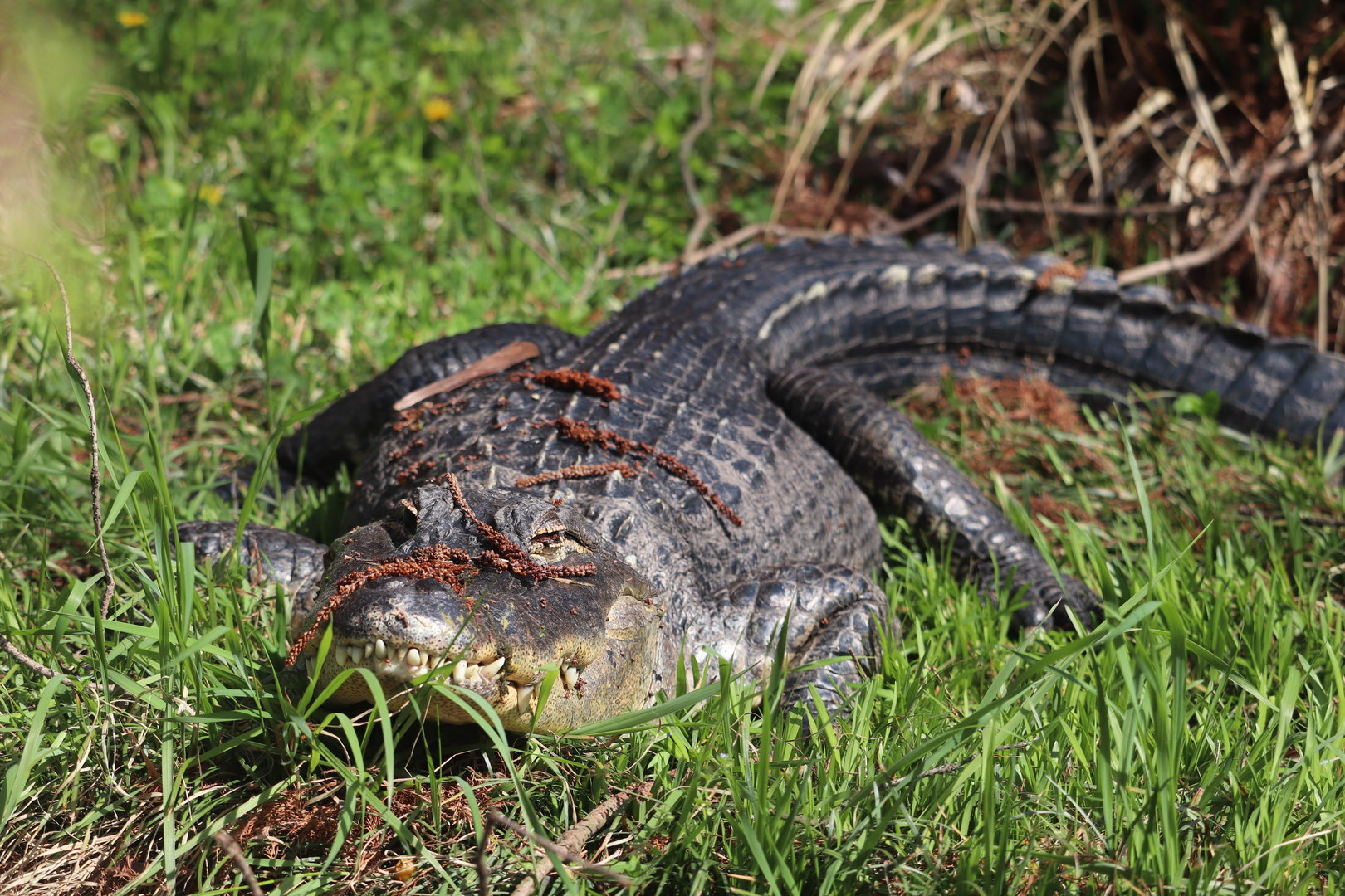Reptile Discovery Center - American Alligator