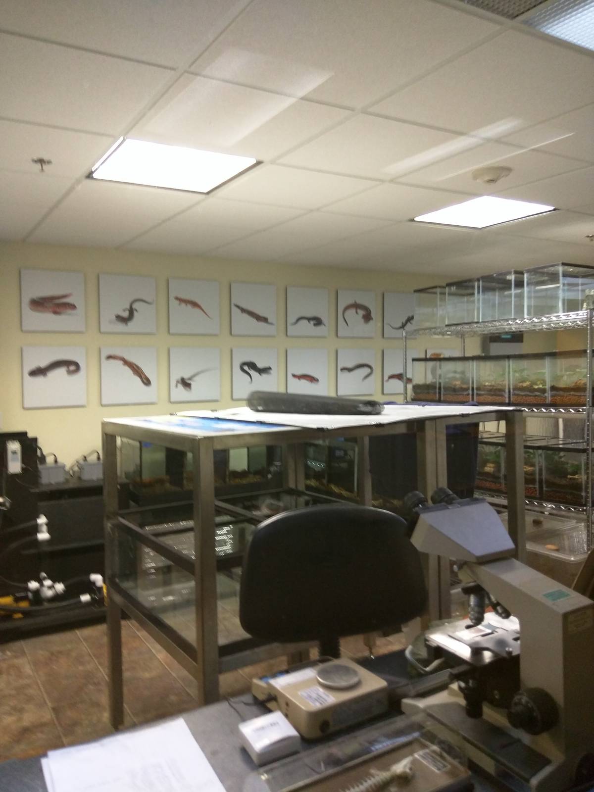 Reptile Discovery Center - Appalachian salamander lab