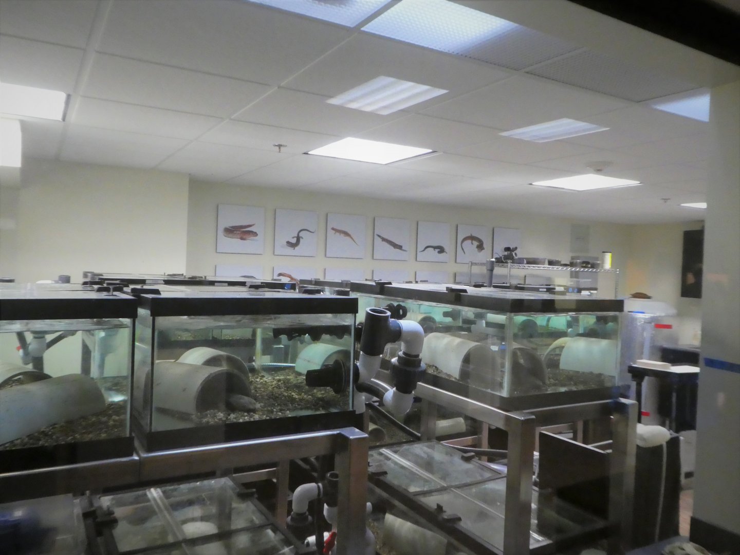 Reptile Discovery Center - Appalachian Salamander Lab