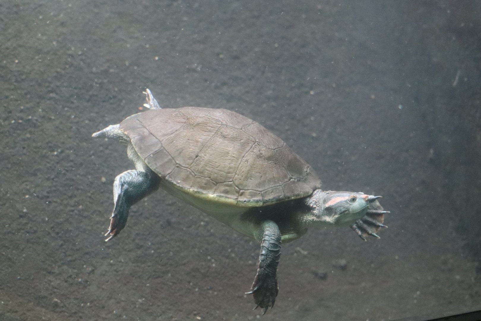 Reptile Discovery Center - Australian Big-headed Turtle