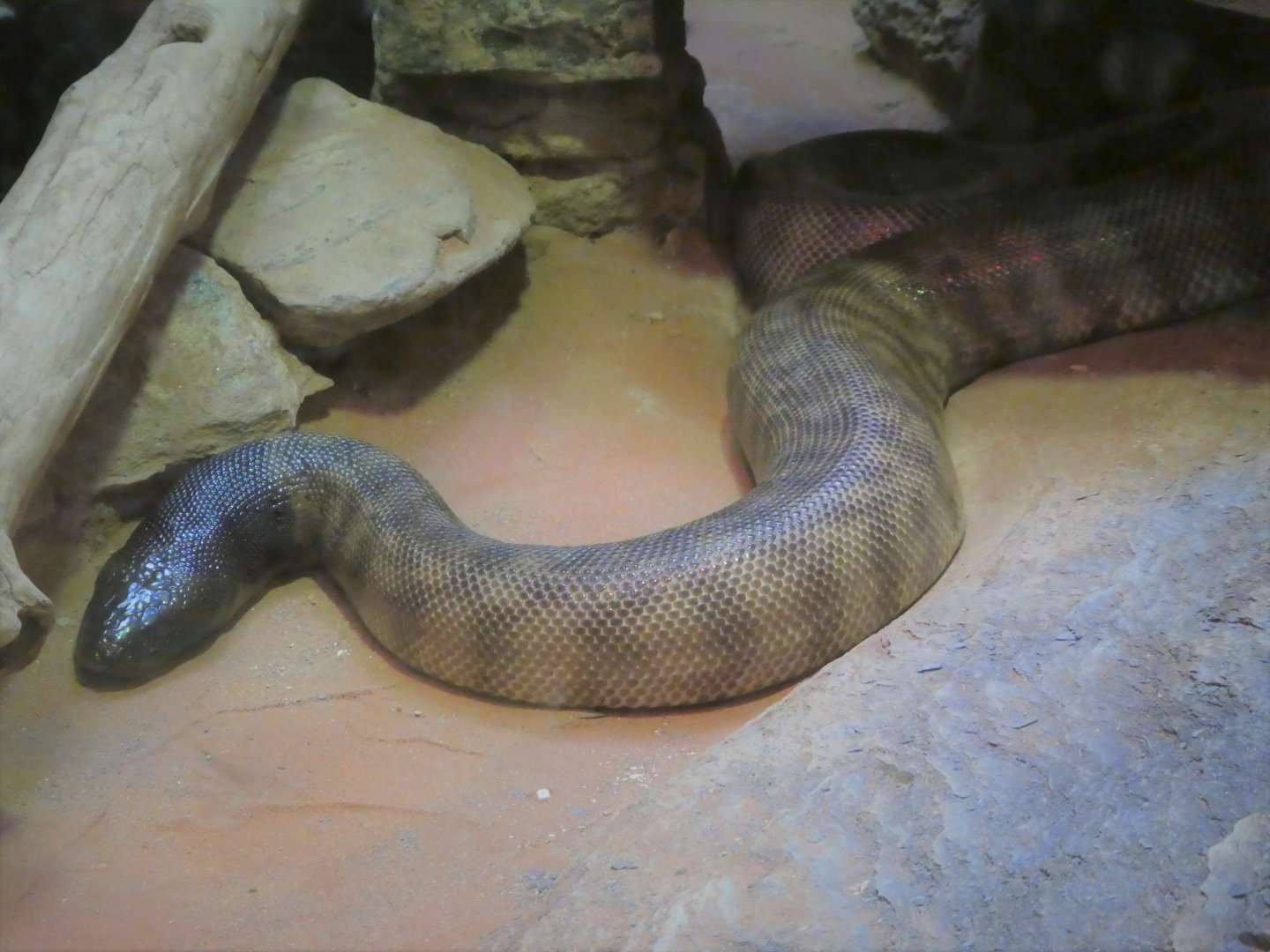 Reptile Discovery Center - Black-headed Python