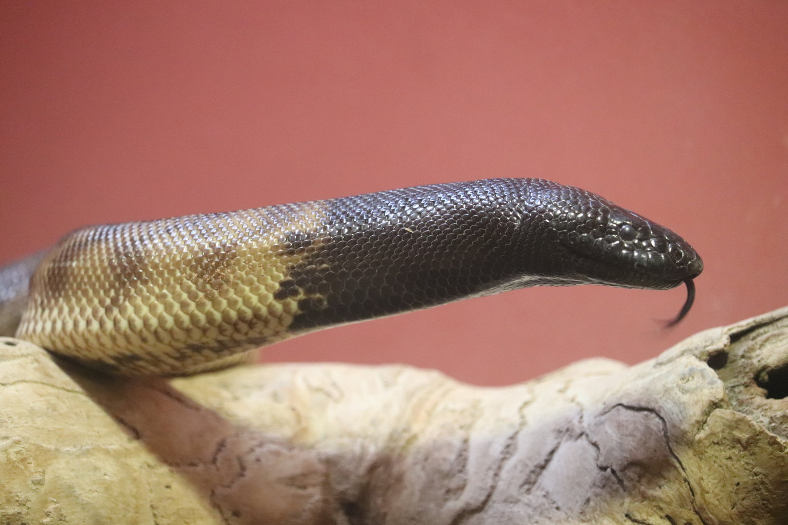 Reptile Discovery Center - Black-Headed Python