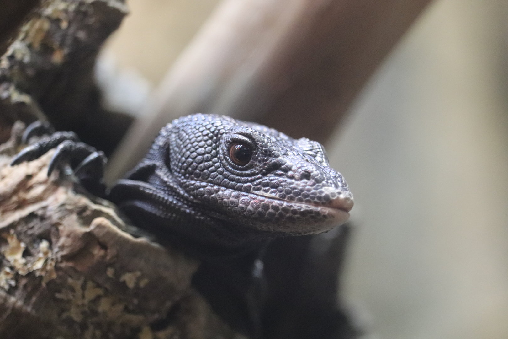 Reptile Discovery Center - Black Tree Monitor