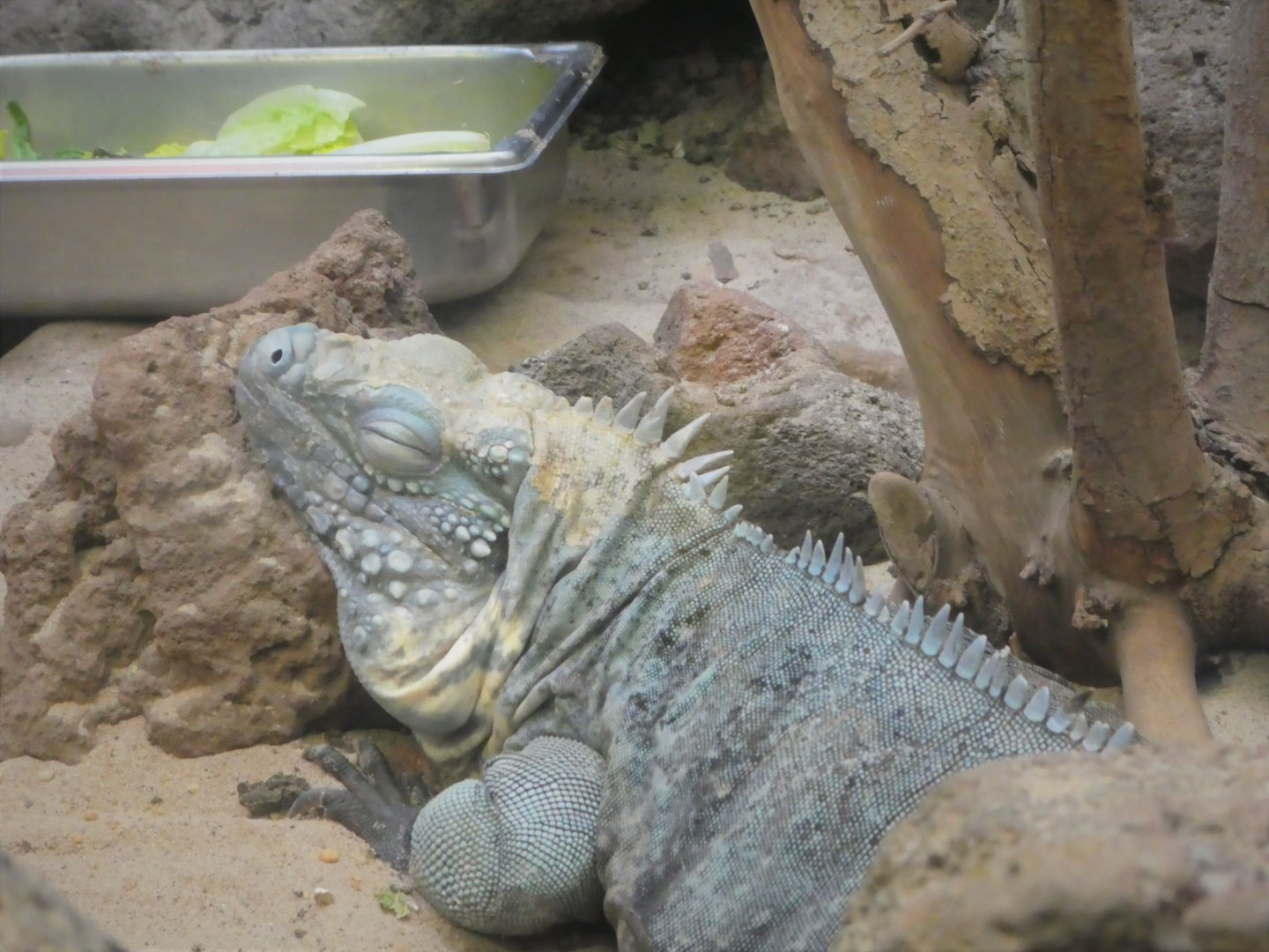 Reptile Discovery Center - Blue Iguana