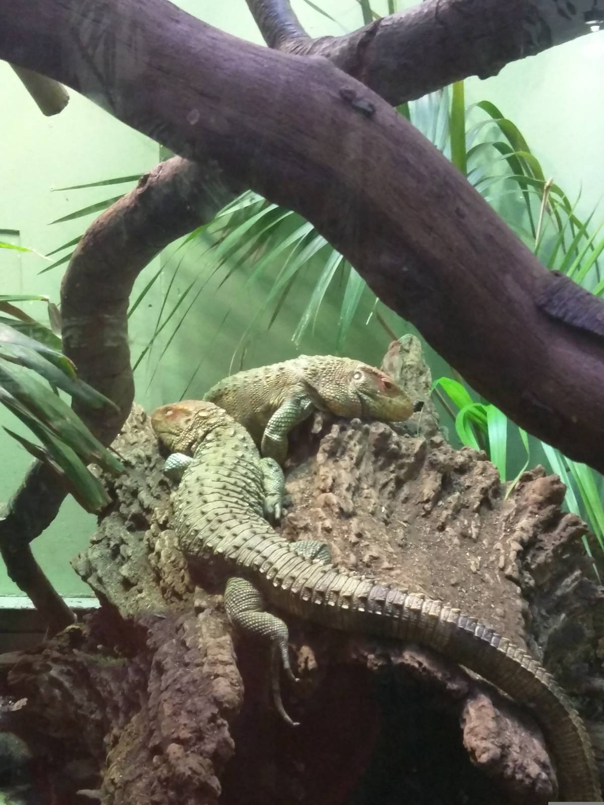 Reptile Discovery Center - Caiman Lizard