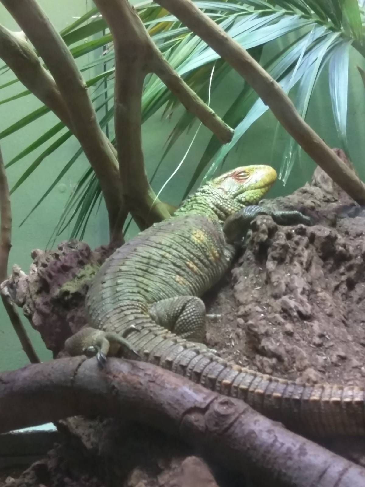 Reptile Discovery Center - Caiman Lizard