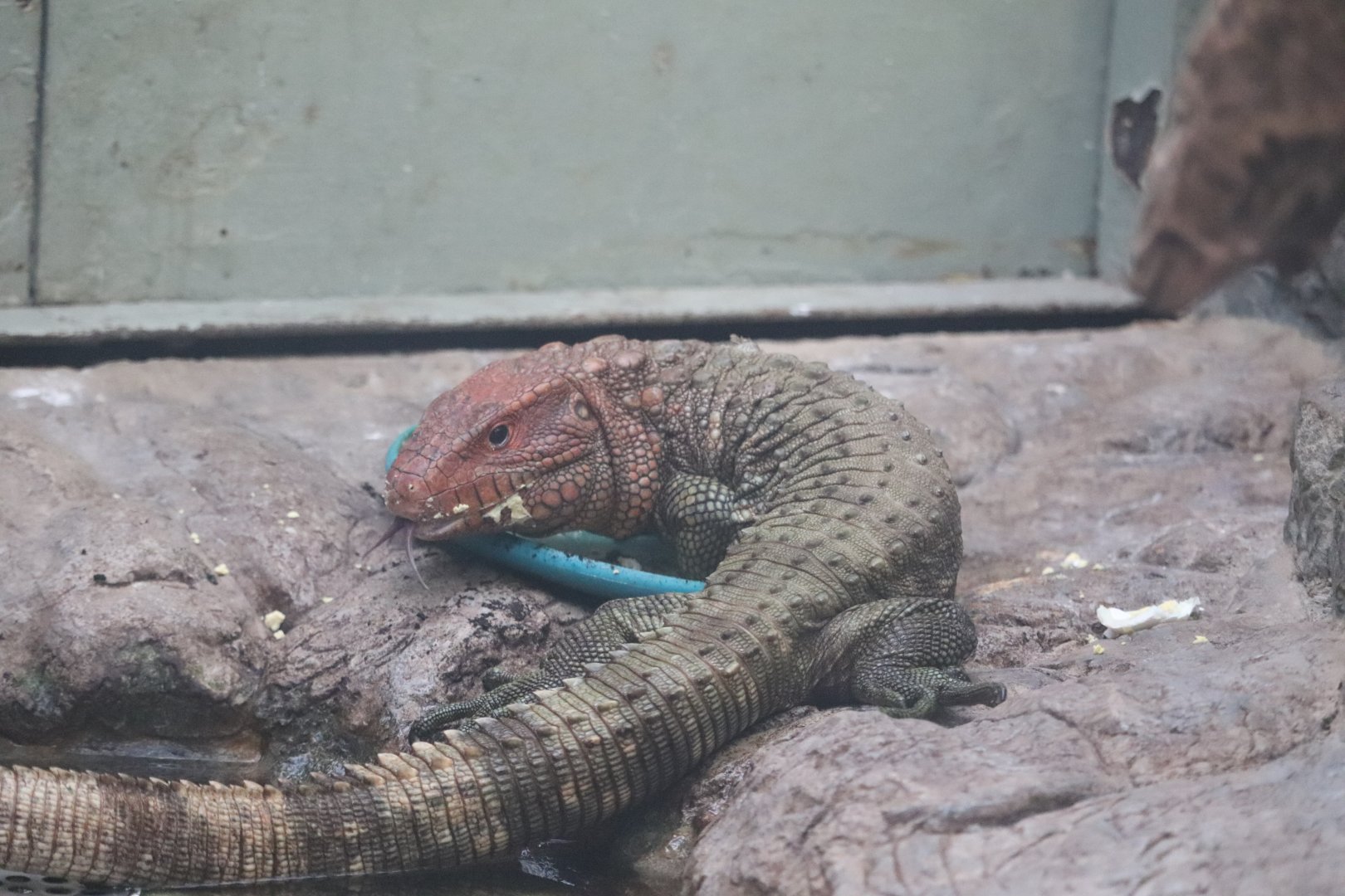 Reptile Discovery Center - Caiman Lizard