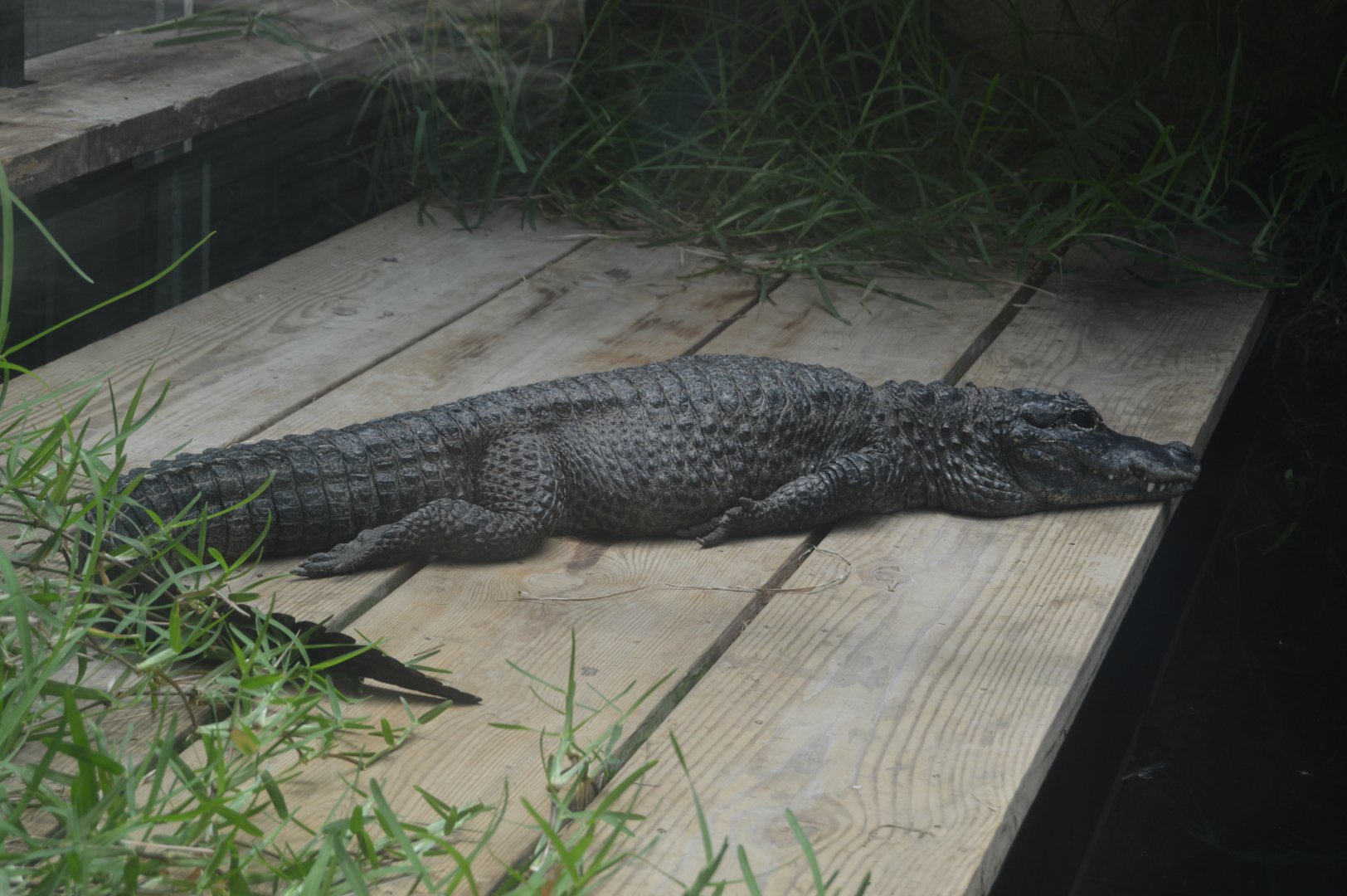 Reptile Discovery Center - Chinese Alligator (Alligator sinensis)
