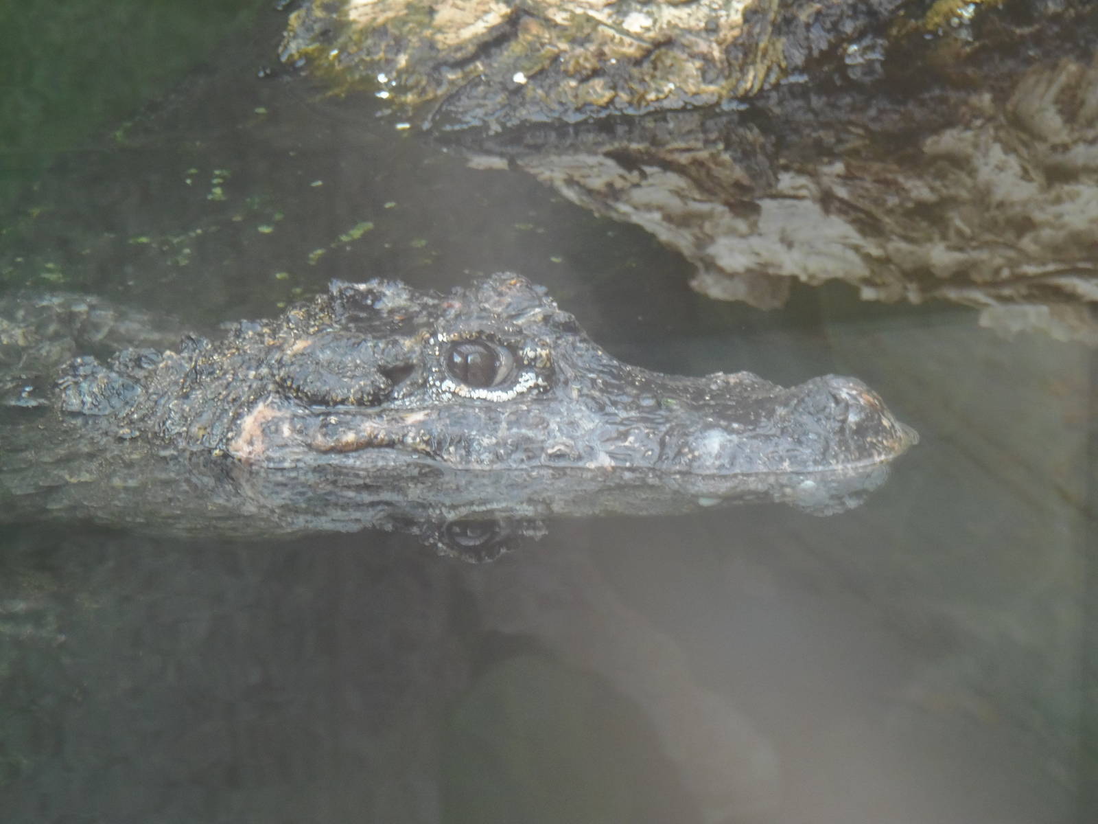 Reptile Discovery Center- Chinese Alligator