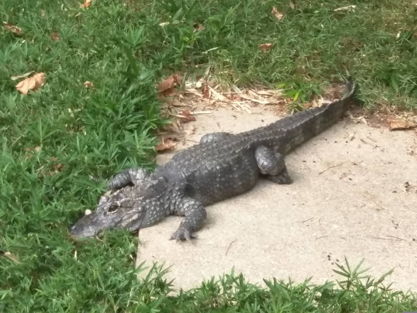 Reptile Discovery Center - Chinese Alligator