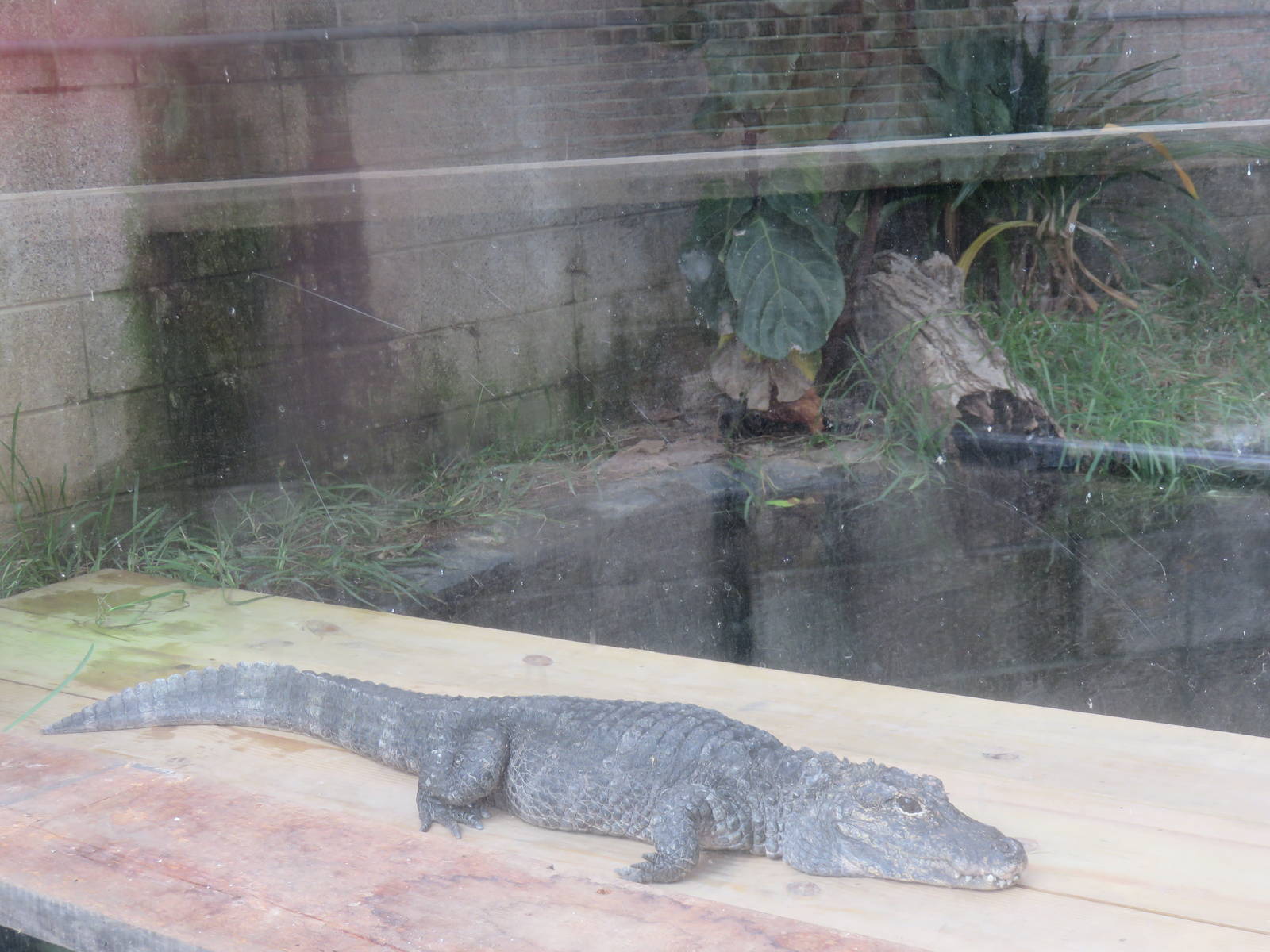 Reptile Discovery Center - Chinese Alligator