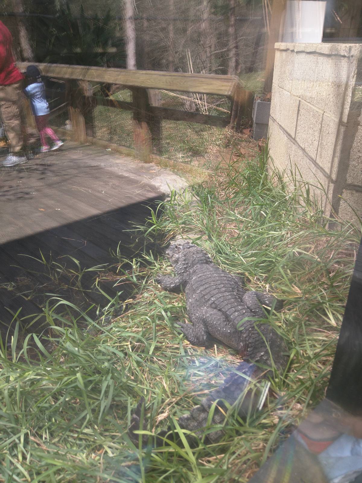 Reptile Discovery Center - Chinese Alligator