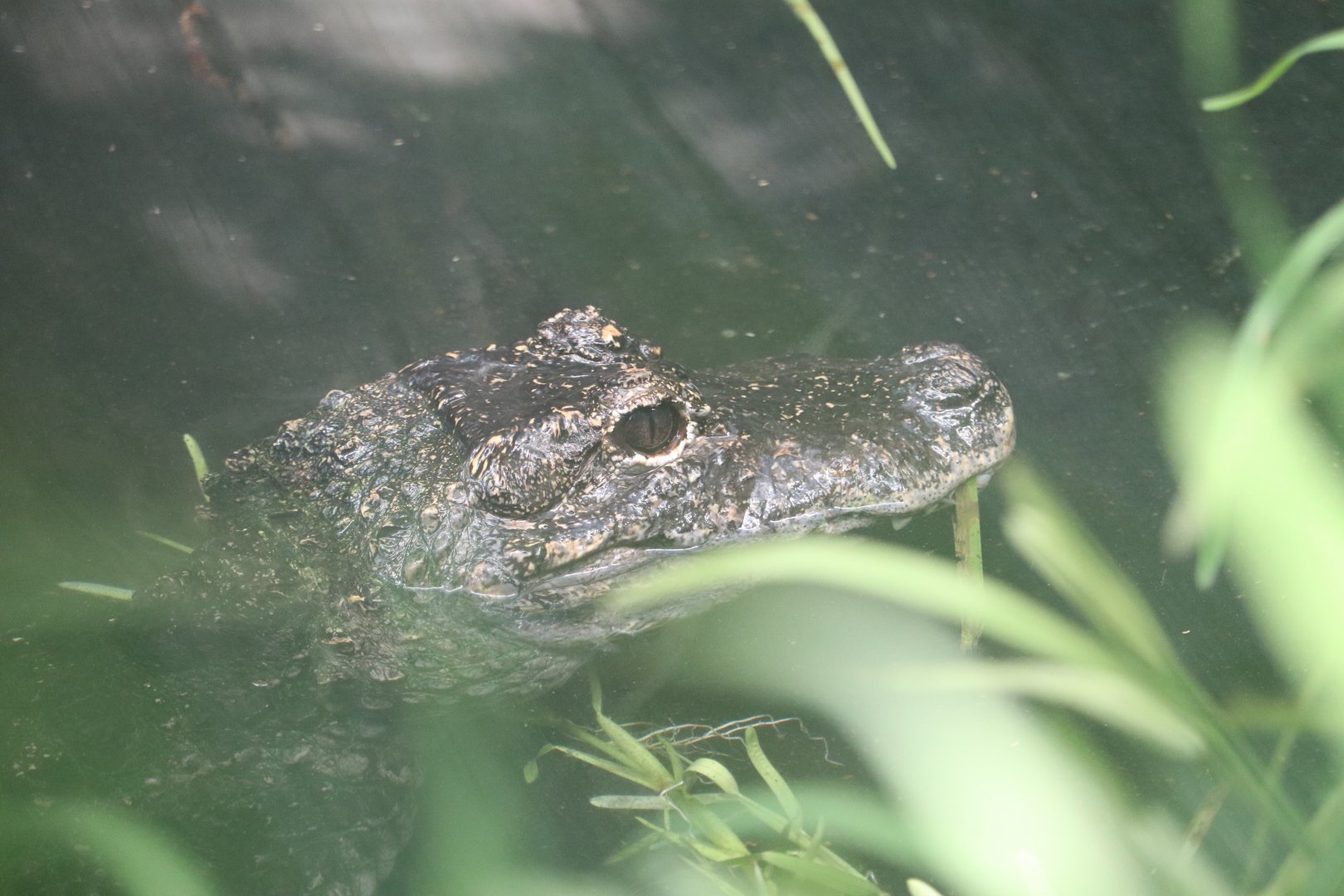 Reptile Discovery Center - Chinese Alligator