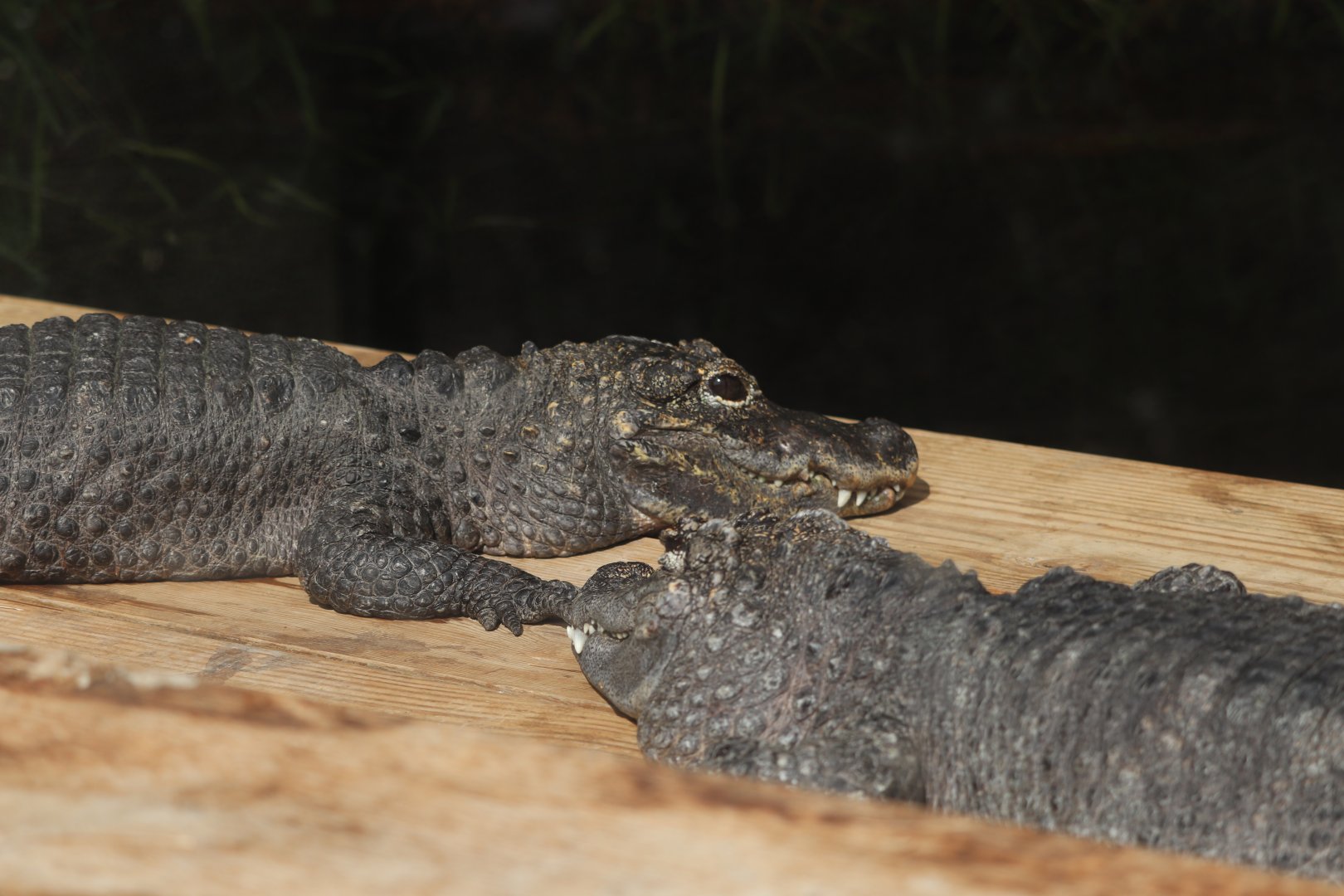 Reptile Discovery Center - Chinese Alligator