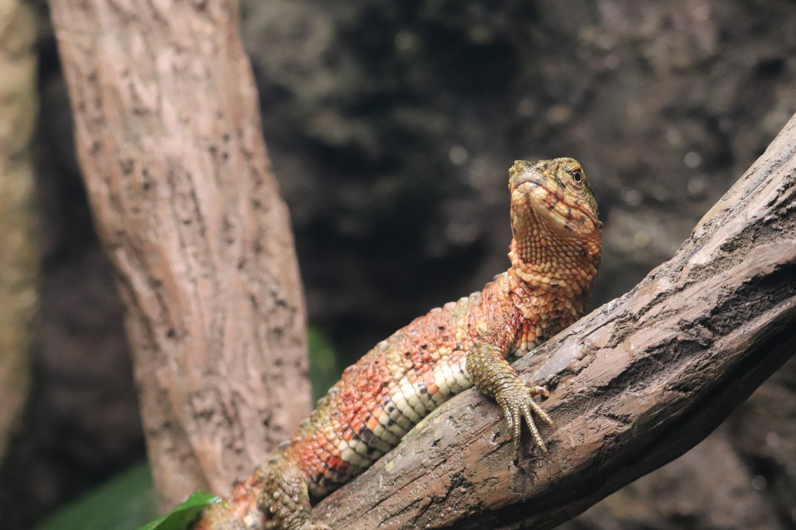 Reptile Discovery Center - Chinese Crocodile Lizard