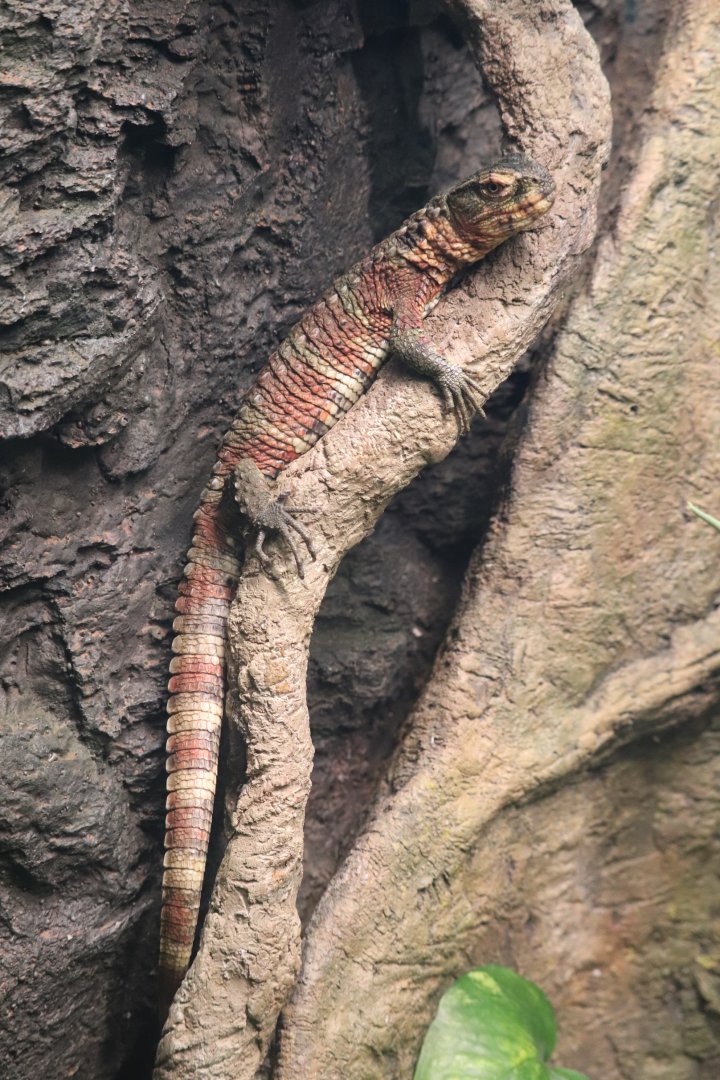 Reptile Discovery Center - Chinese Crocodile Lizard