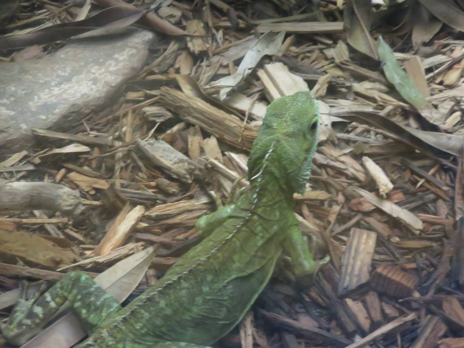Reptile Discovery Center - Chinese Water Dragon