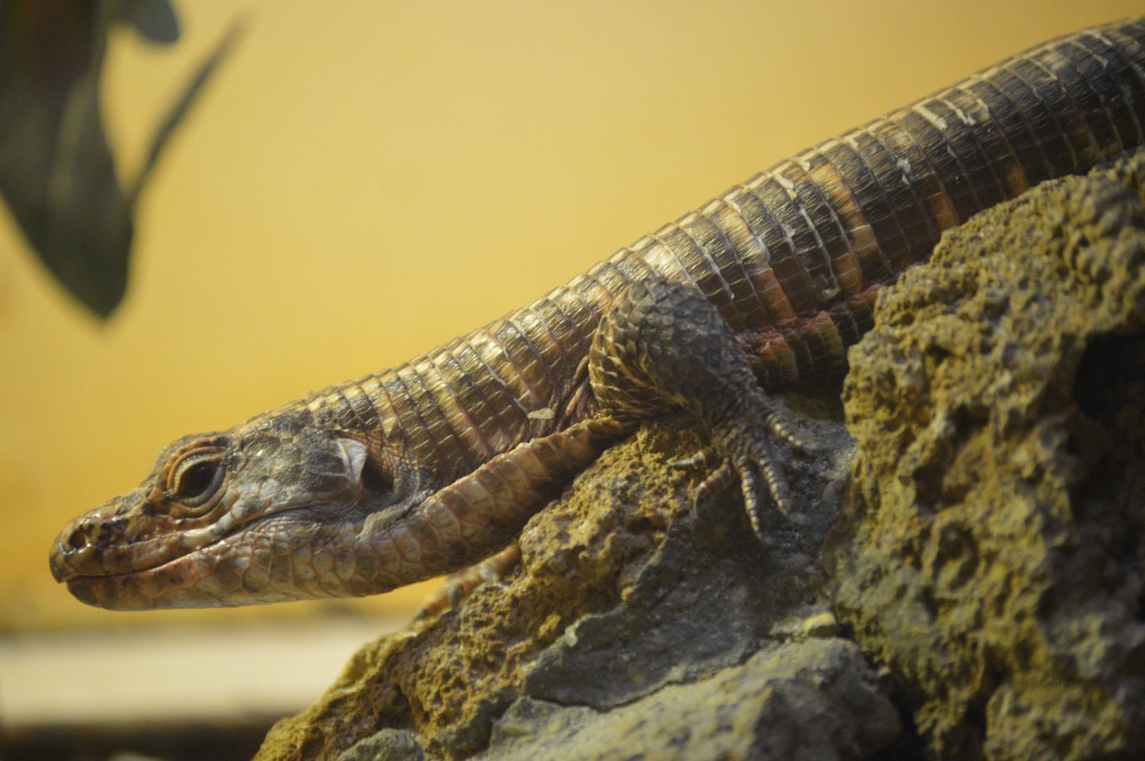 Reptile Discovery Center - Common Giant Plated Lizard (Matobosaurus validus)