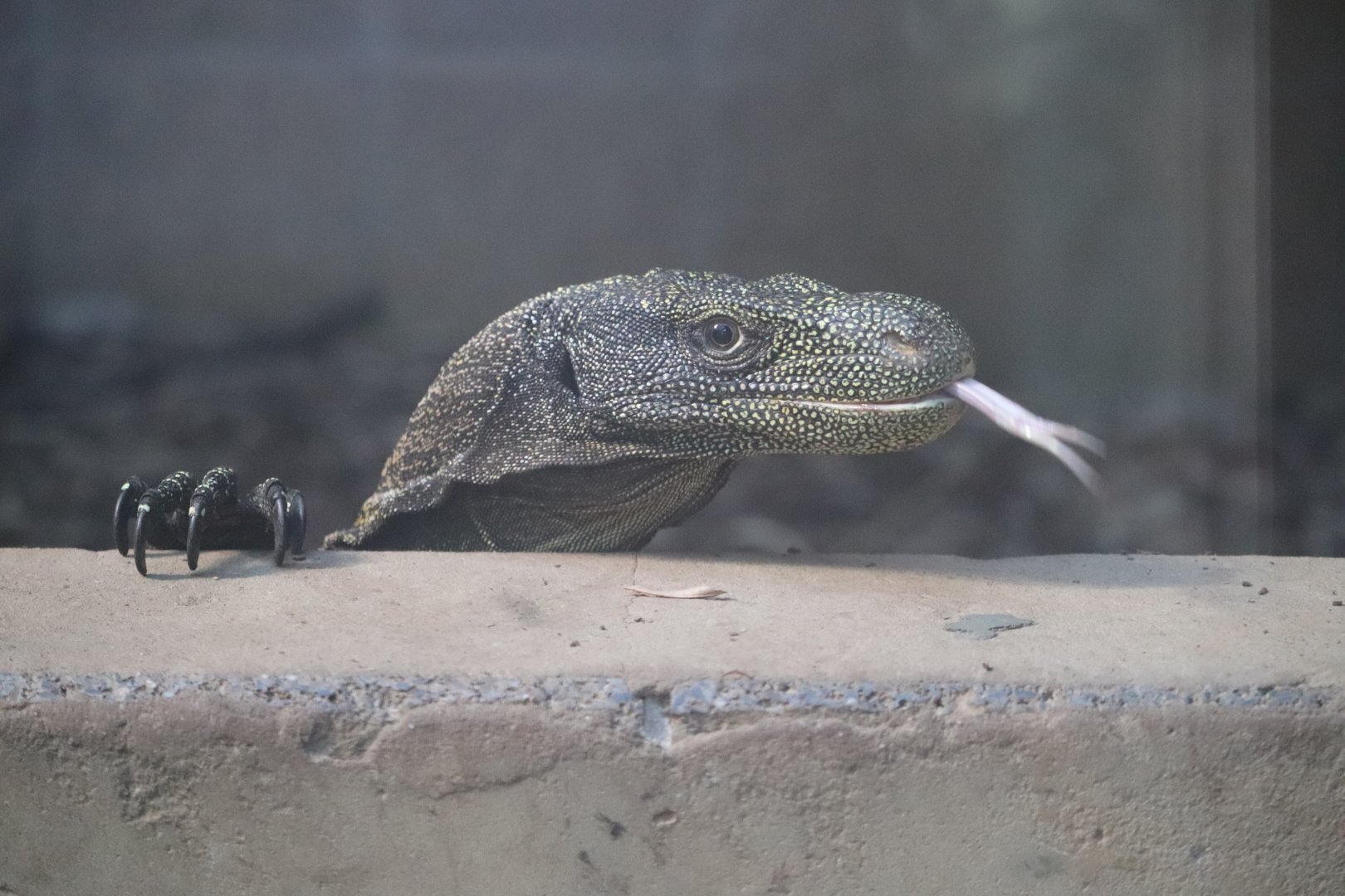 Reptile Discovery Center - Crocodile Monitor