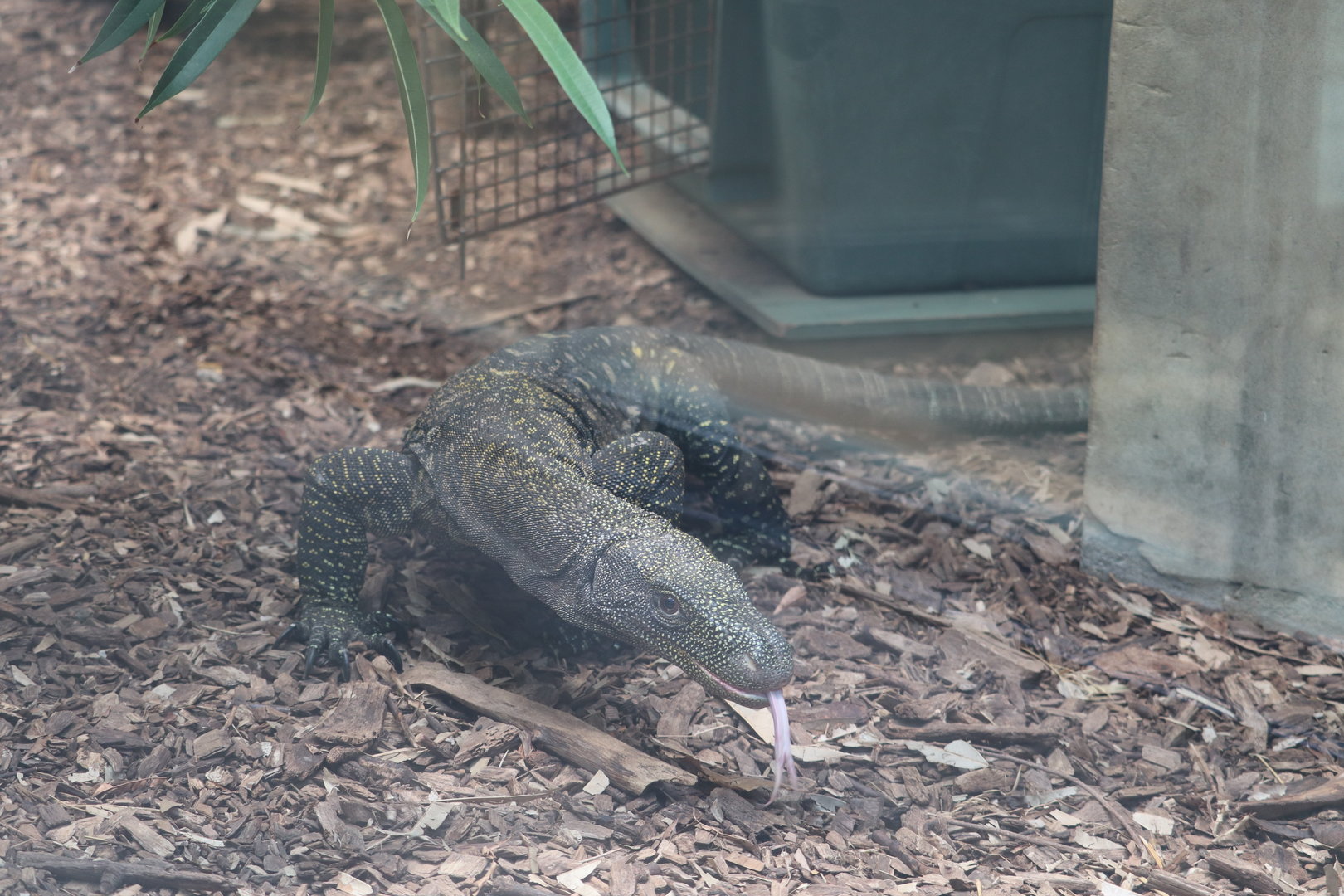 Reptile Discovery Center - Crocodile Monitor