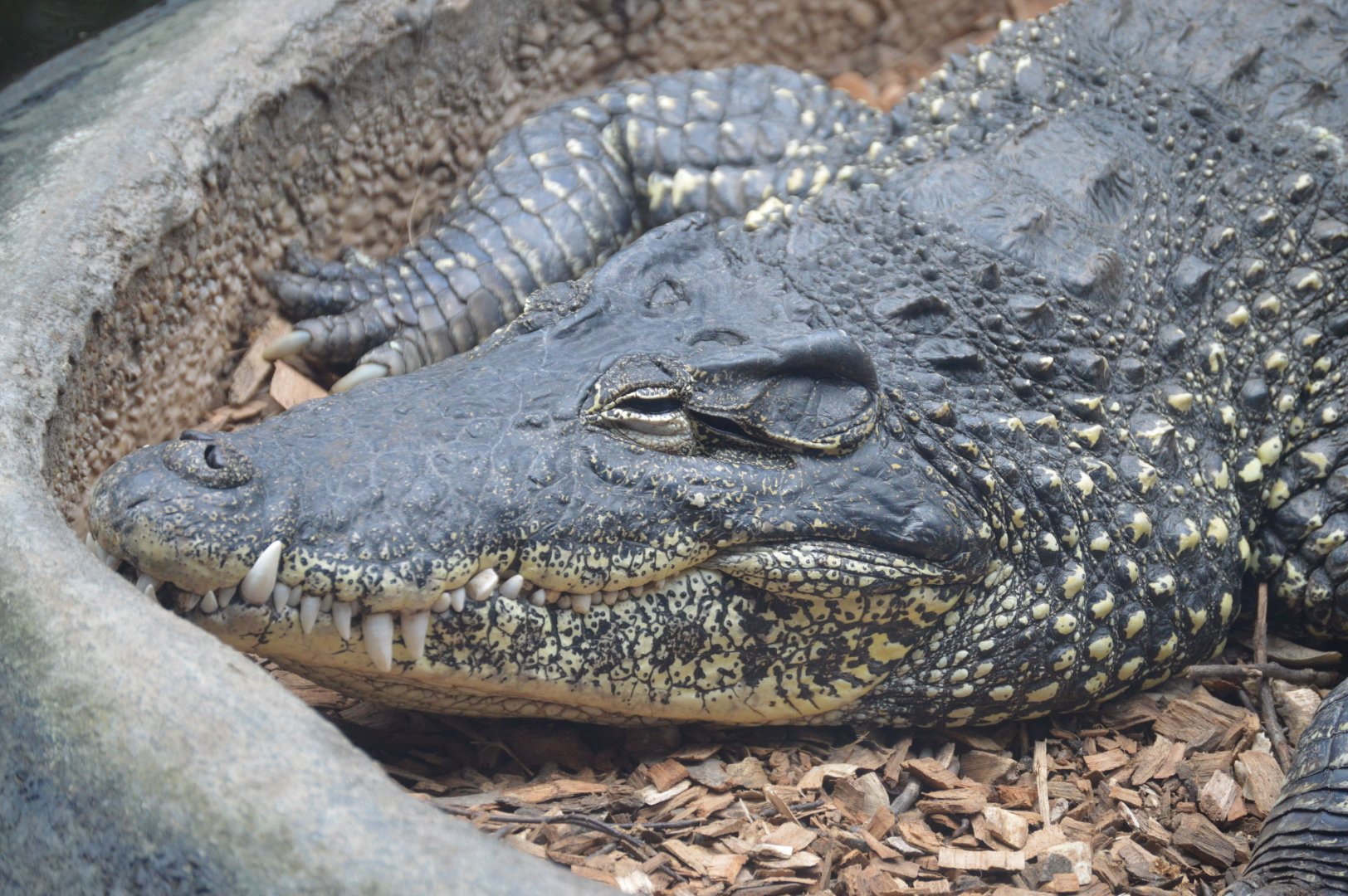 Reptile Discovery Center - Cuban Crocodile (Crocodylus rhombifer)