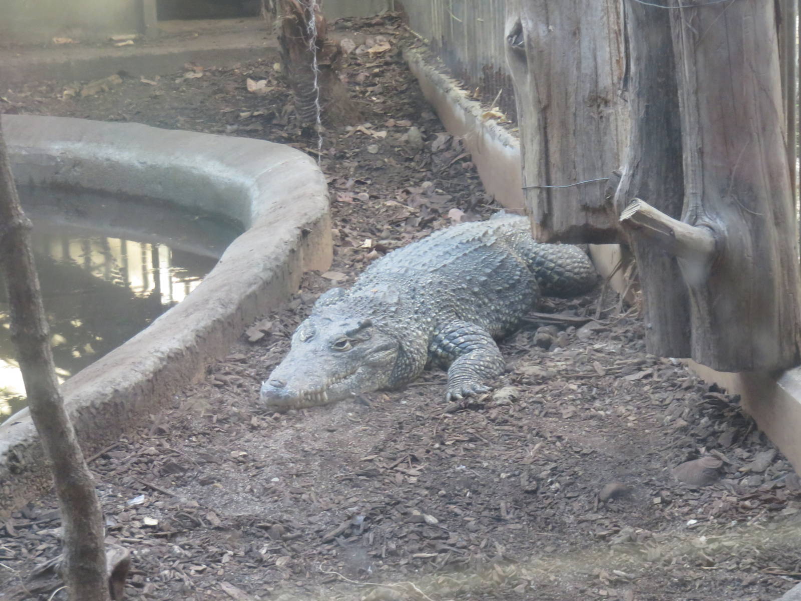 Reptile Discovery Center - Cuban Crocodile