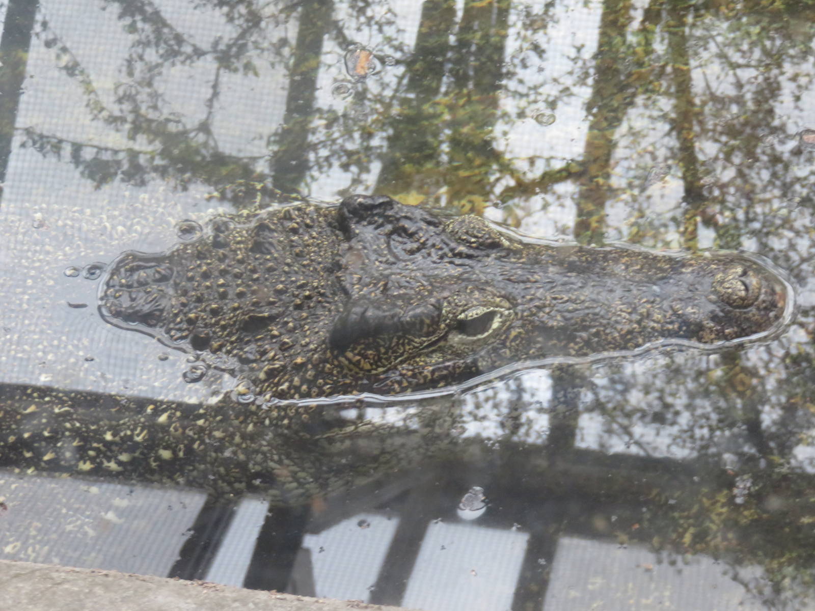 Reptile Discovery Center - Cuban Crocodile