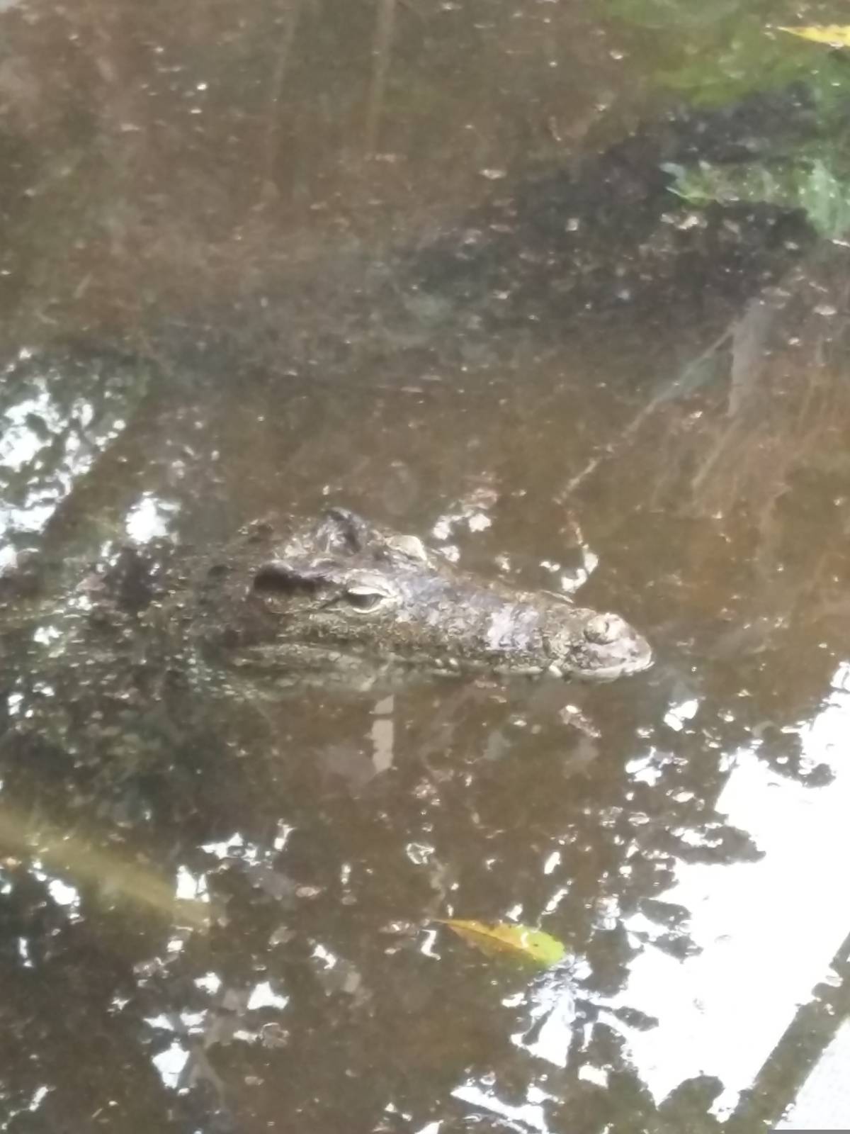 Reptile Discovery Center - Cuban Crocodile