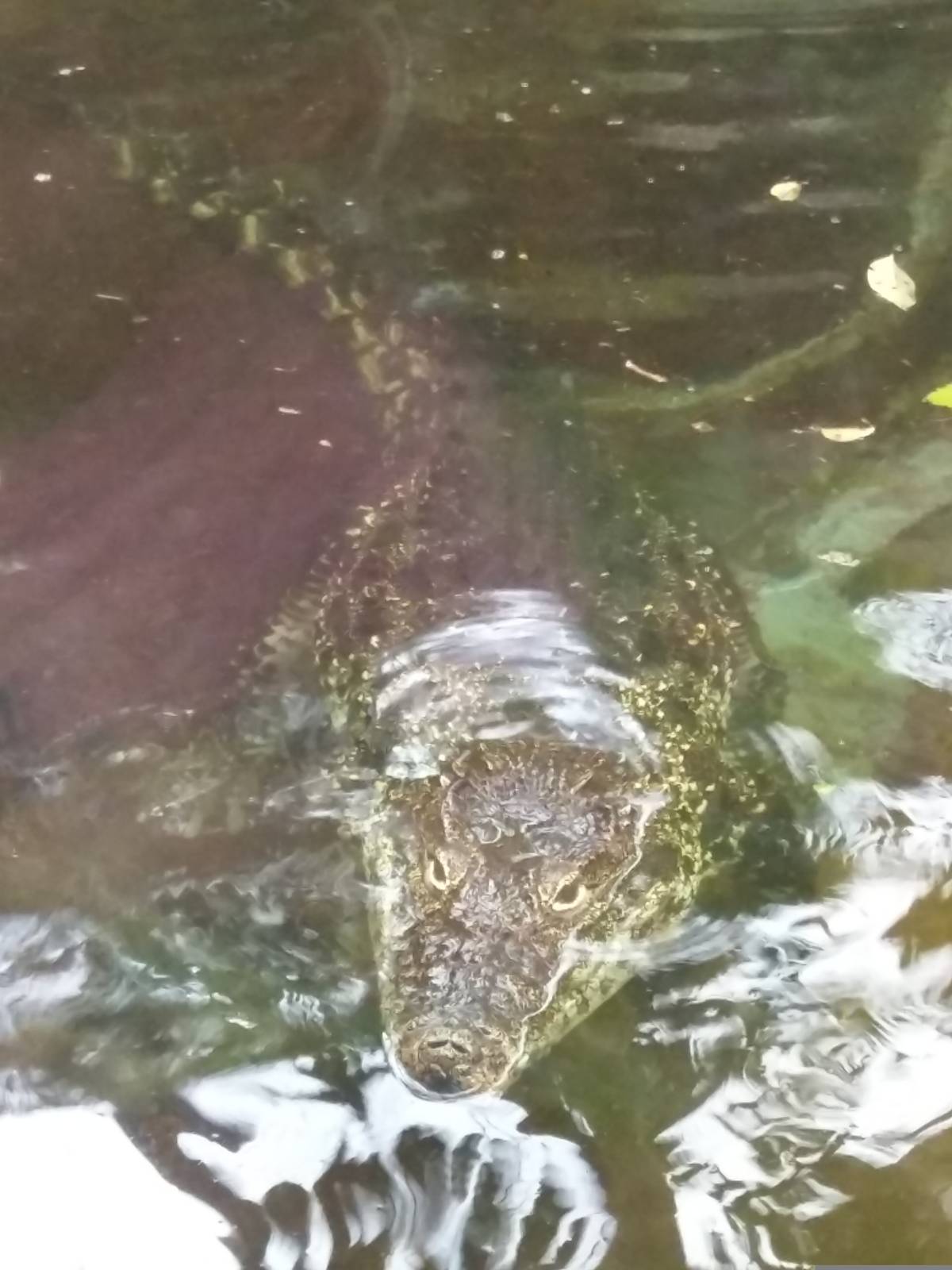 Reptile Discovery Center - Cuban Crocodile
