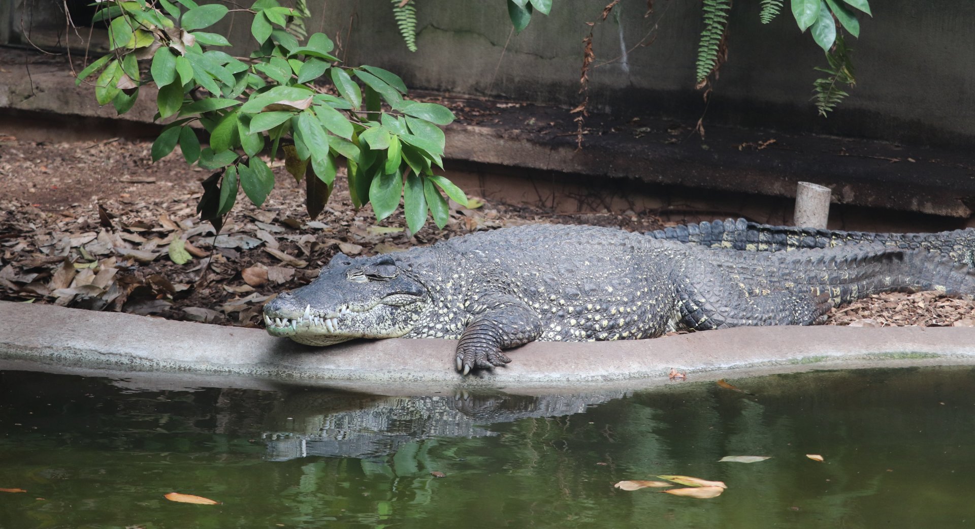 Reptile Discovery Center - Cuban Crocodile