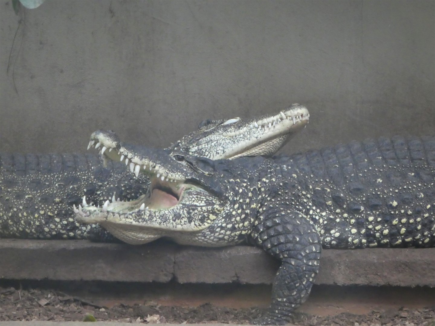 Reptile Discovery Center - Cuban Crocodiles