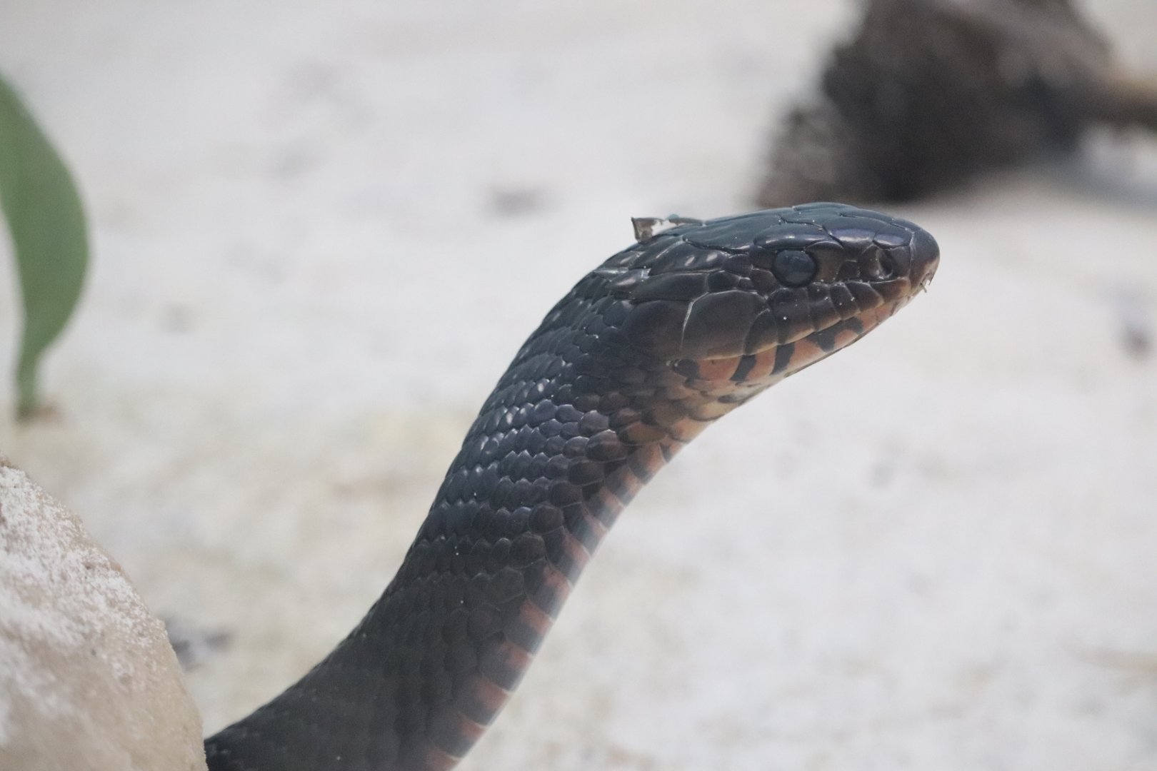 Reptile Discovery Center - Eastern Indigo Snake