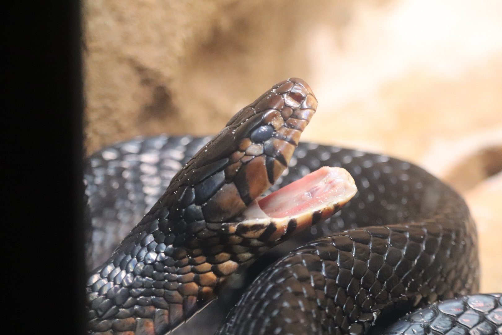 Reptile Discovery Center - Eastern Indigo Snake